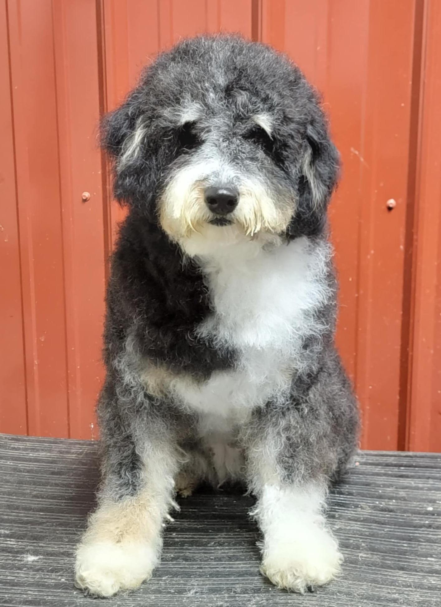 Betty, an adoptable Aussiedoodle in Clarksburg, MD, 20871 | Photo Image 1