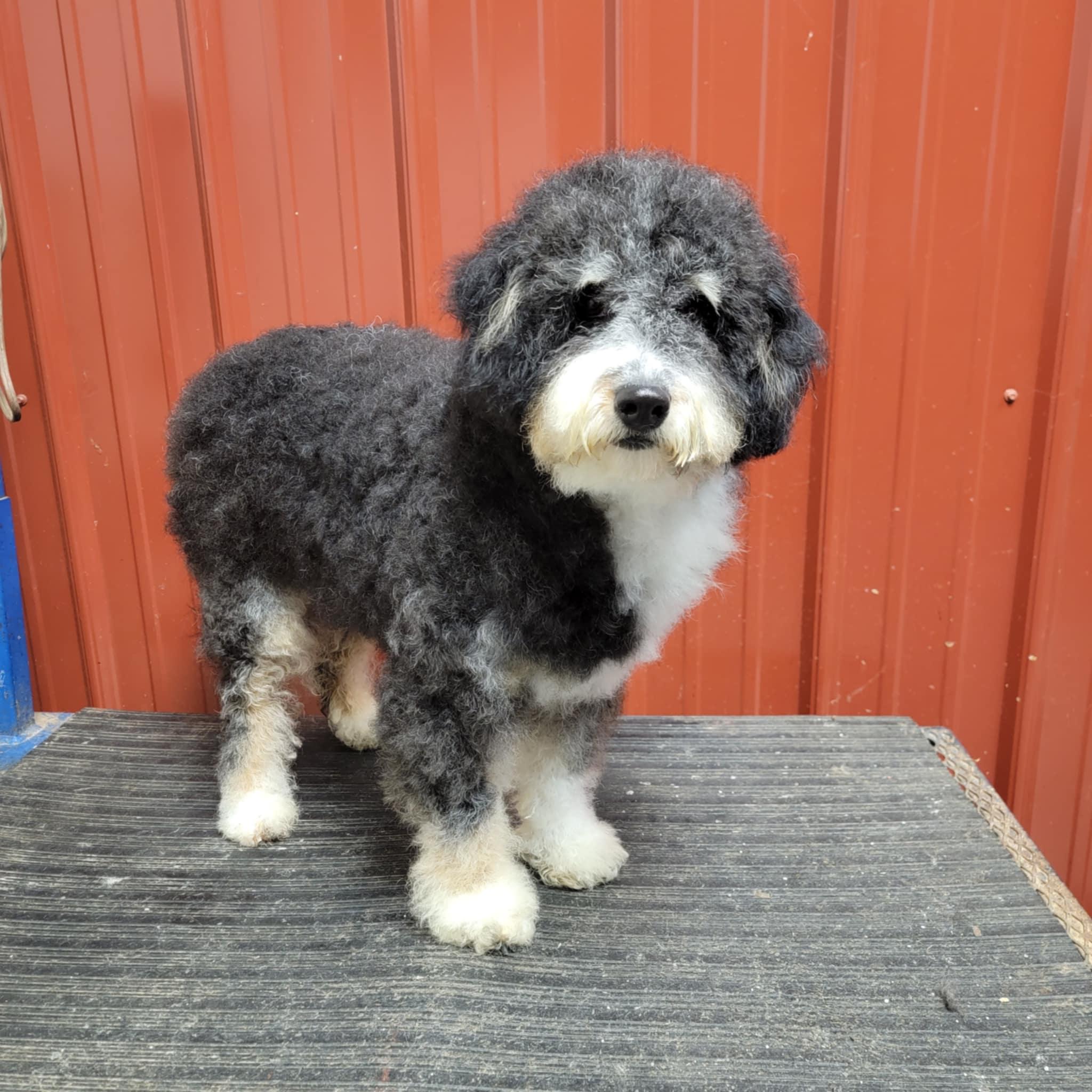 Betty, an adoptable Aussiedoodle in Clarksburg, MD, 20871 | Photo Image 2