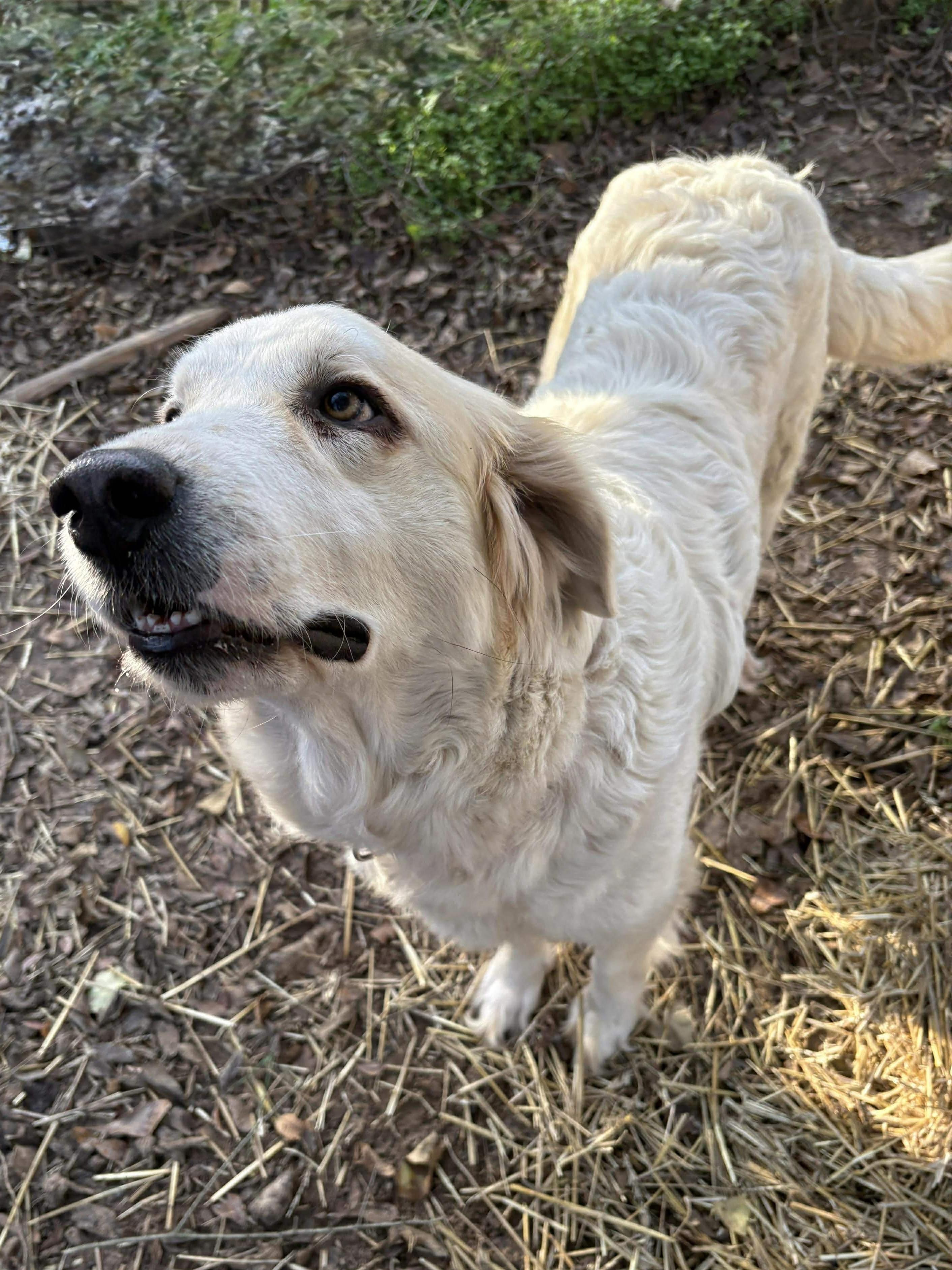 Enlarge Mimi, a ADOPTABLE mixed breed in Caldwell, TX image 2/3
