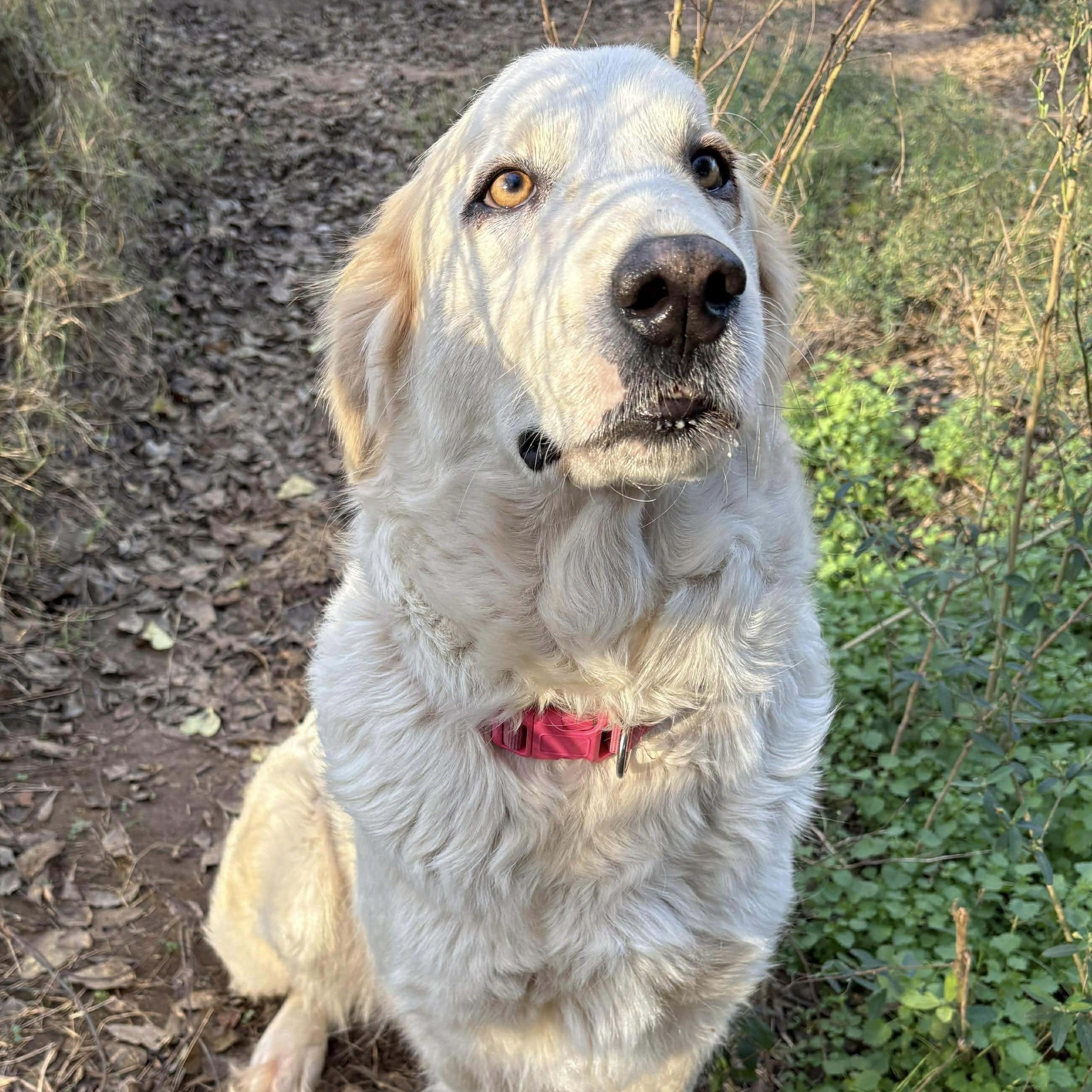 Enlarge Mimi, a ADOPTABLE mixed breed in Caldwell, TX image 1/3
