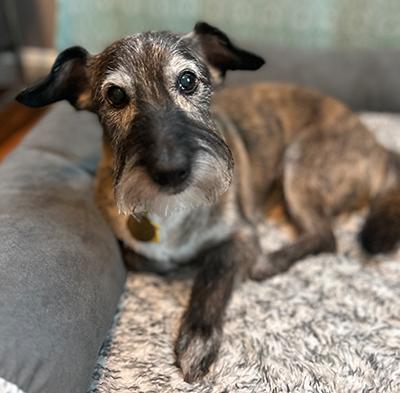 Henry, a Adoptable mixed breed in Miamisburg, OH image 3/4