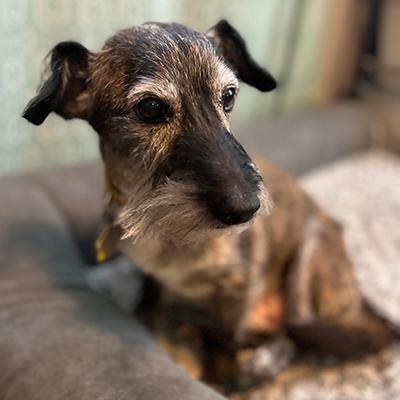 Henry, a Adoptable mixed breed in Miamisburg, OH image 2/4