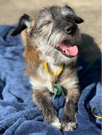 Henry, a Adoptable mixed breed in Miamisburg, OH image 1/4