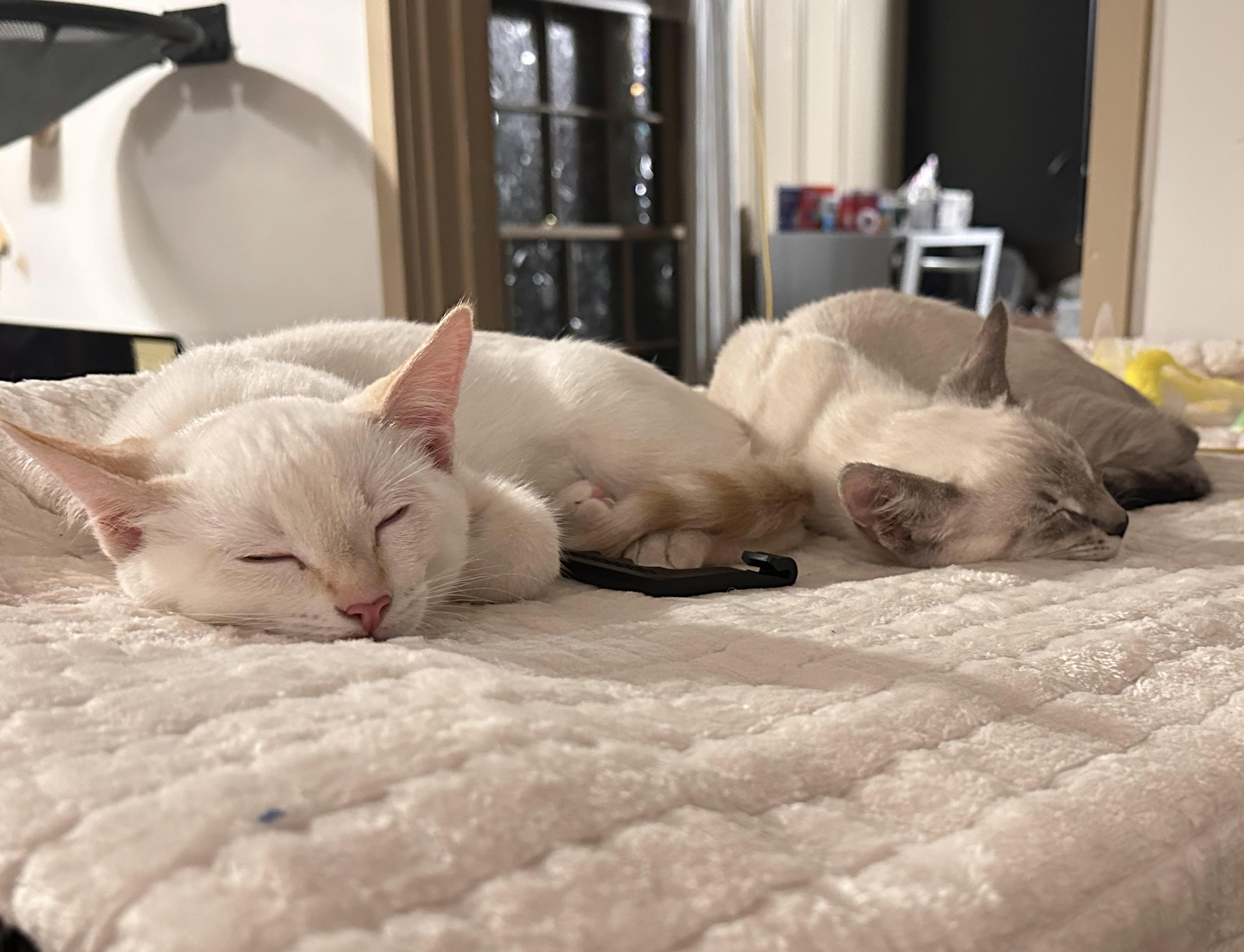 Petra , Adoptable, Young Female Domestic Short Hair.