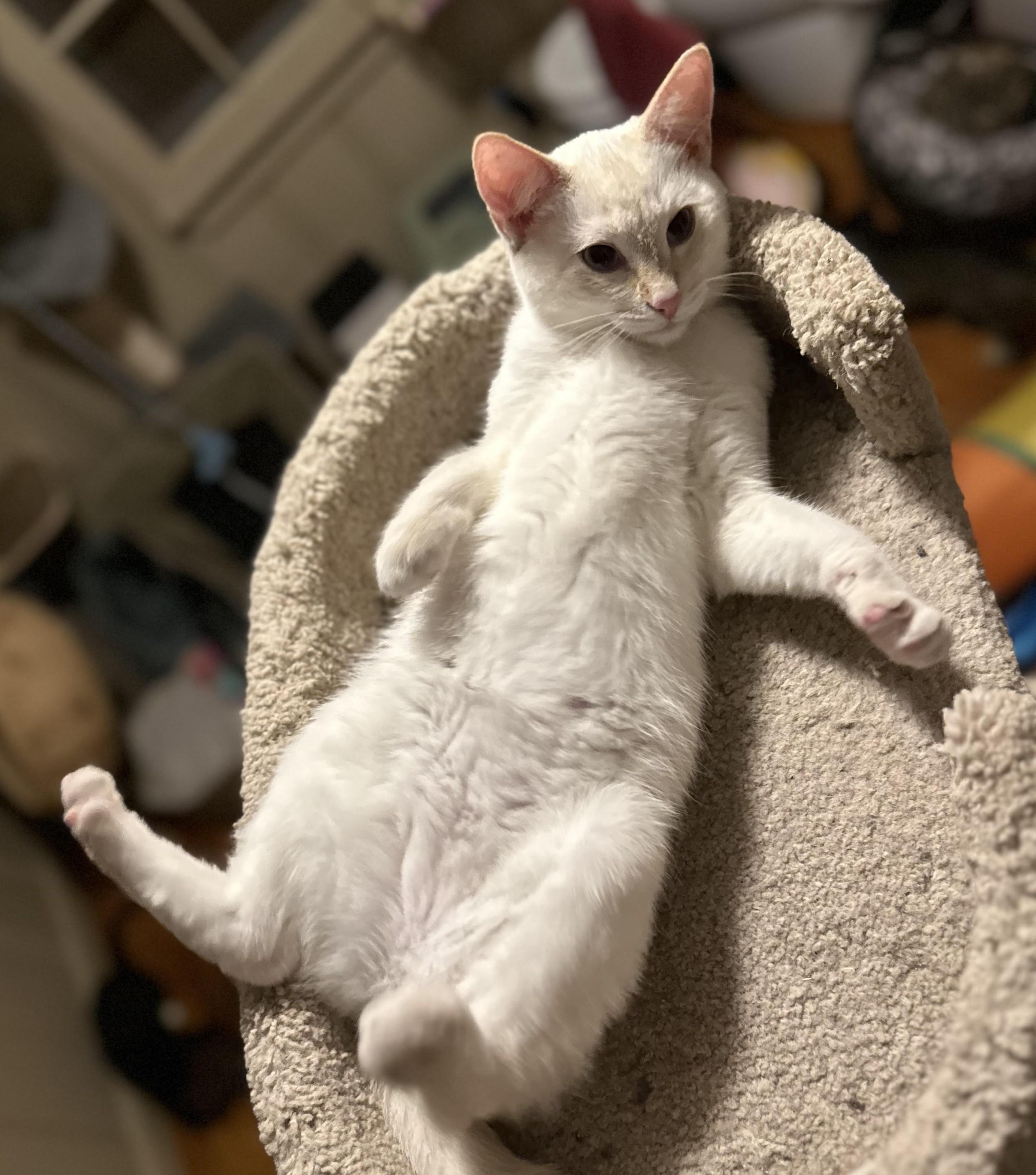 Petra , a Adoptable Domestic Short Hair in Silverton, OR image 2/6