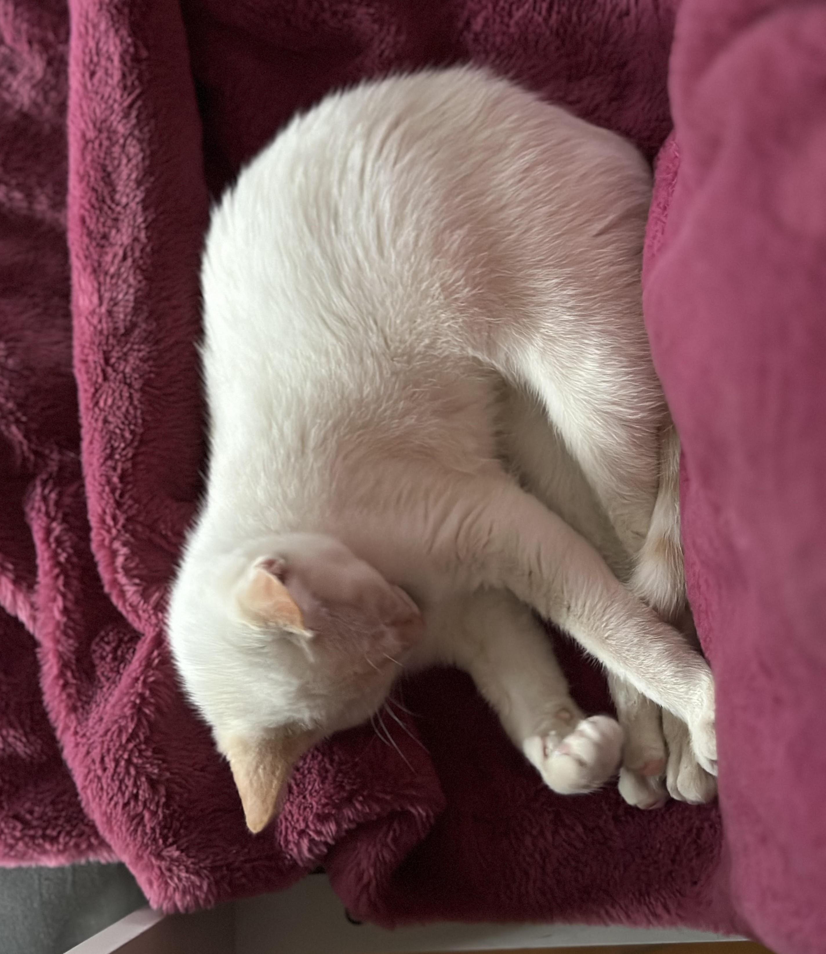 Petra , a Adoptable Domestic Short Hair in Silverton, OR image 3/6