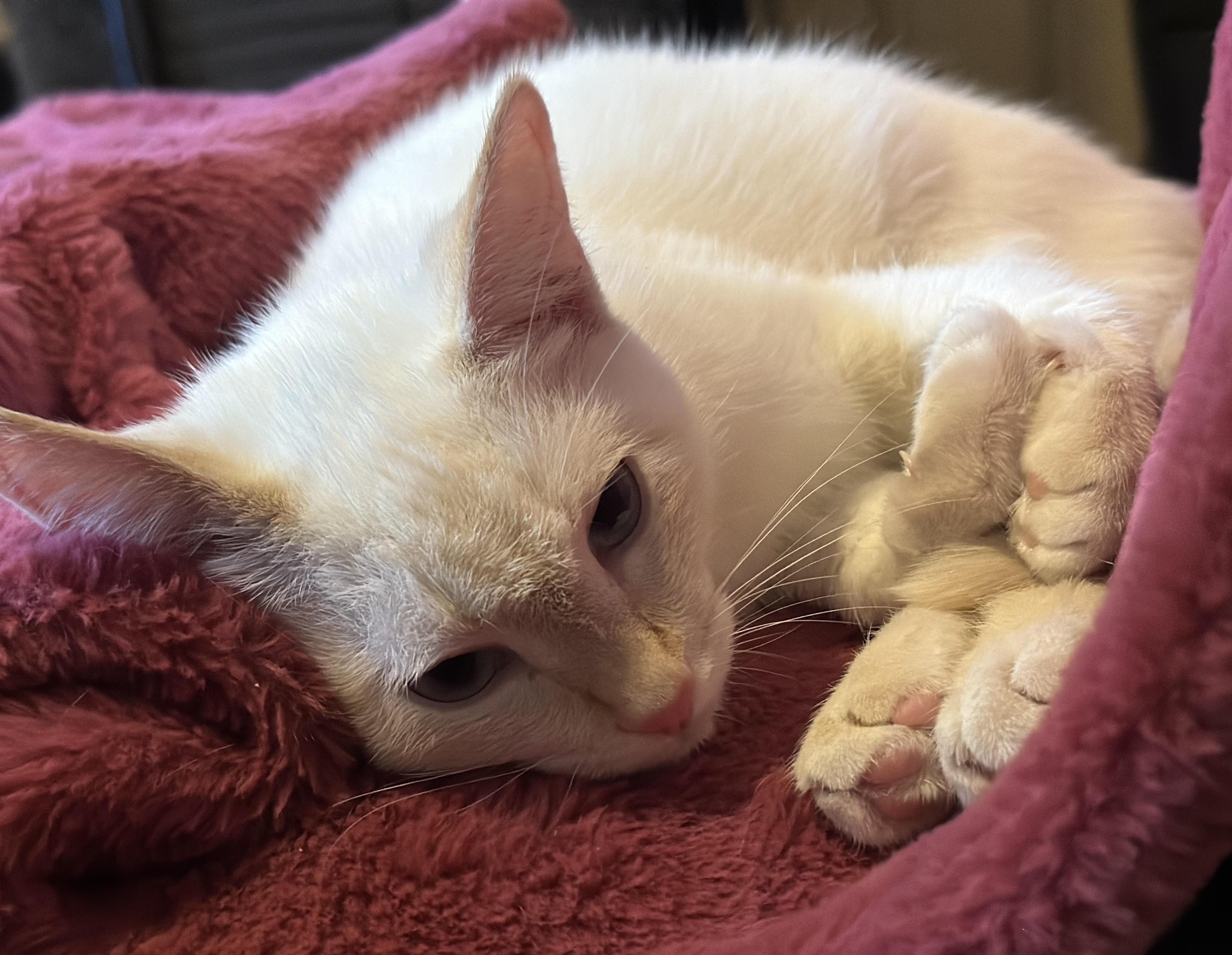 Petra , a Adoptable Domestic Short Hair in Silverton, OR image 4/6