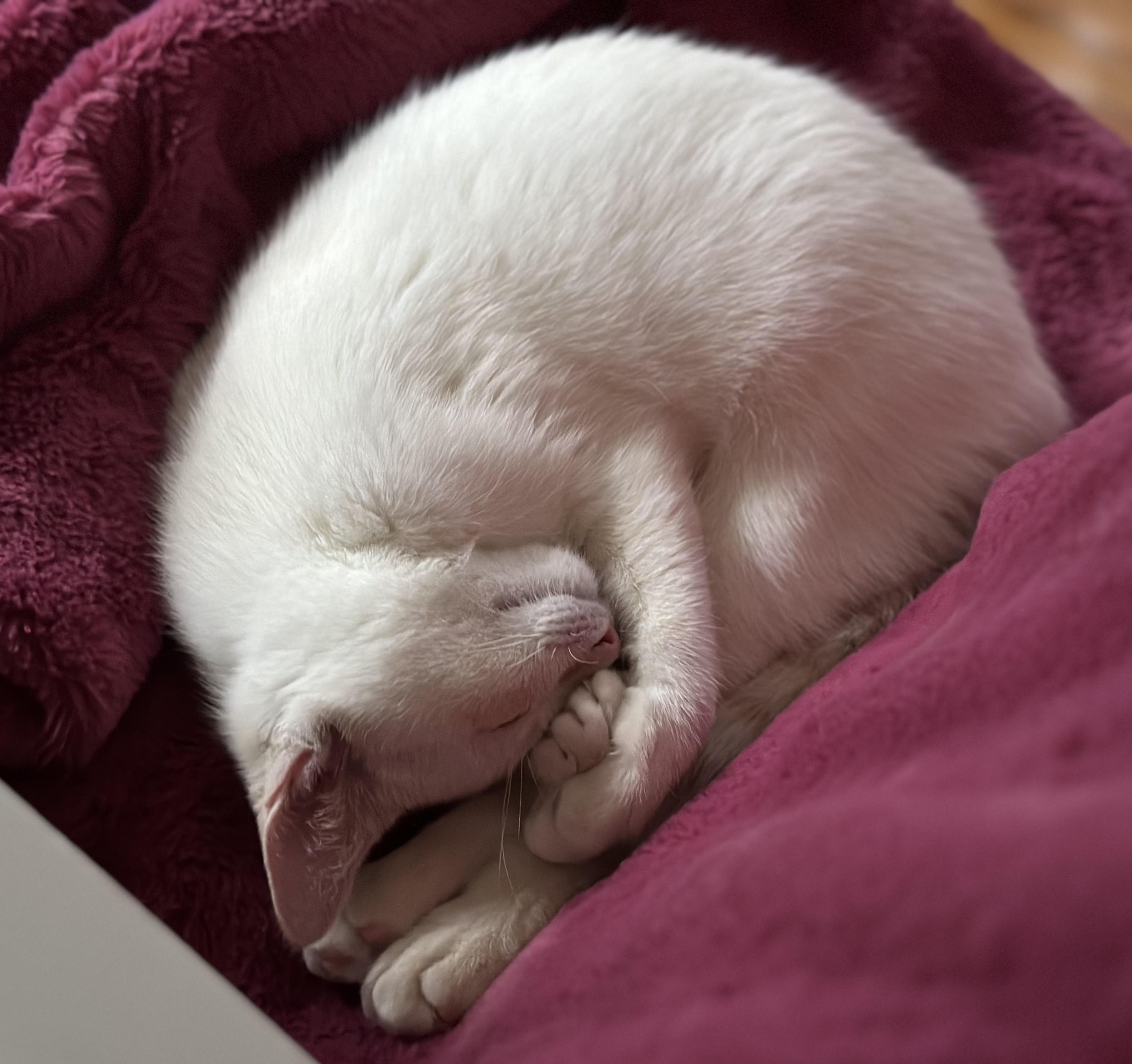 Petra , a Adoptable Domestic Short Hair in Silverton, OR image 5/6