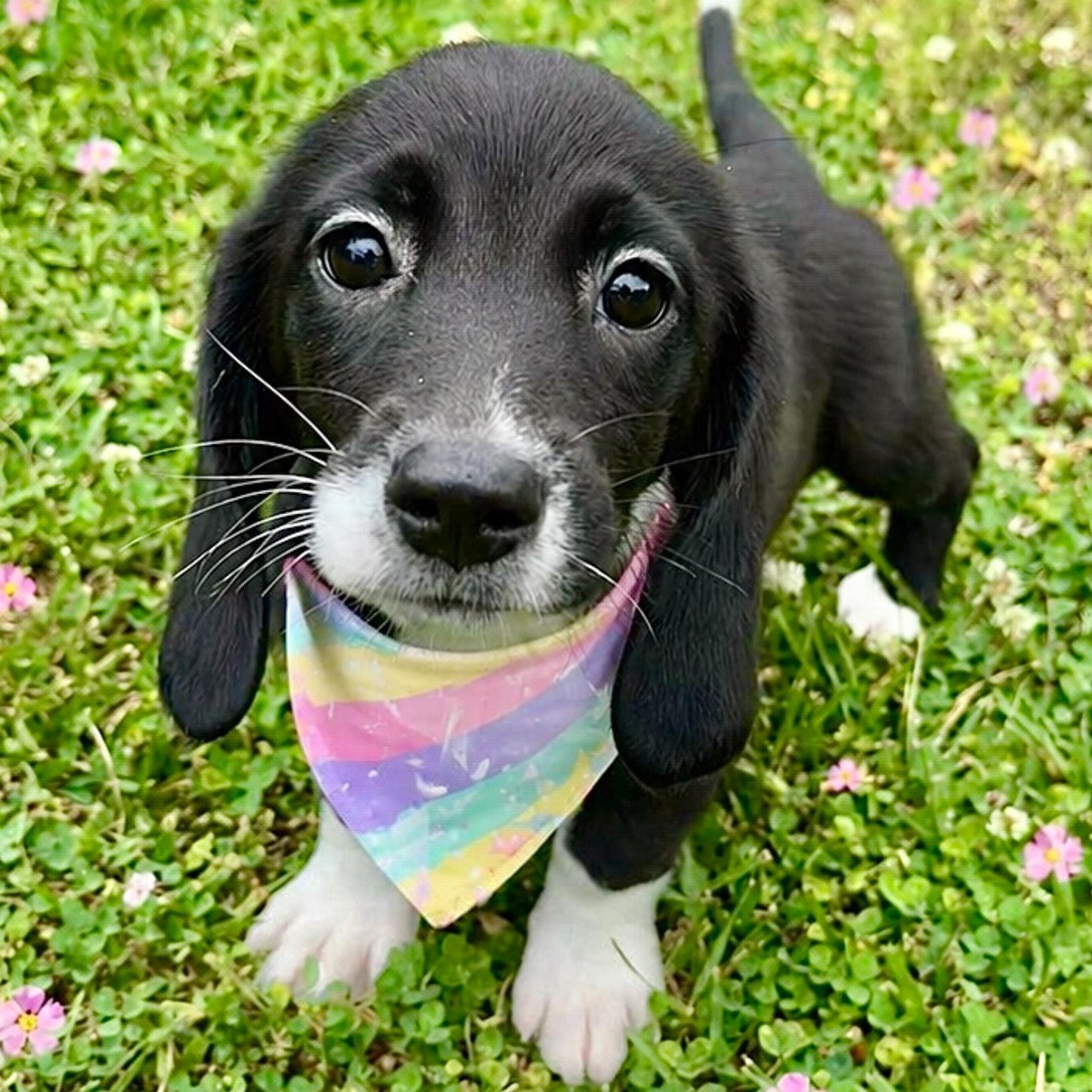 Enlarge Muffin (adoption pending), a Adoptable mixed breed in Albany, NY image 2/3