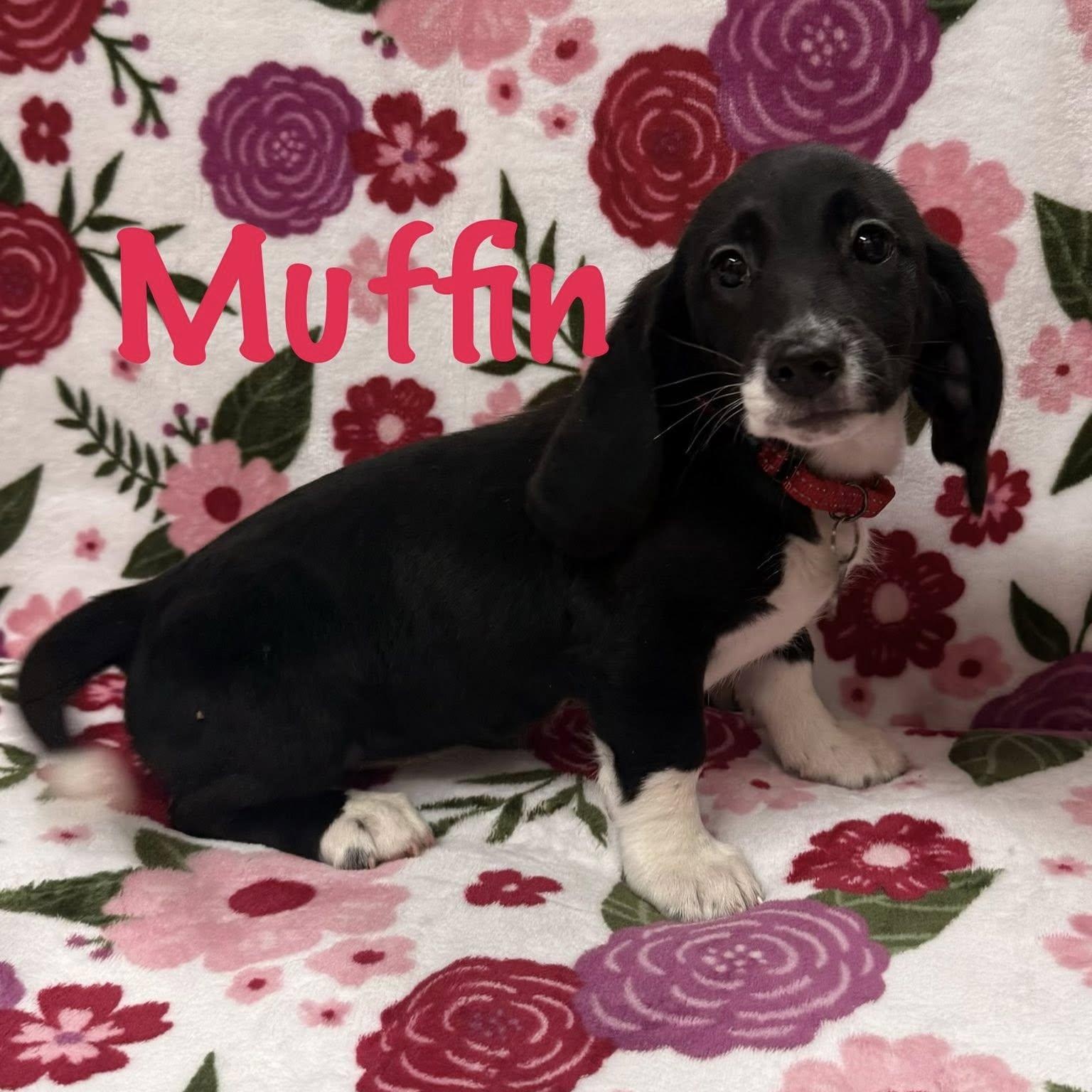 Muffin (adoption pending), Adoptable, Puppy Female Basset Hound.