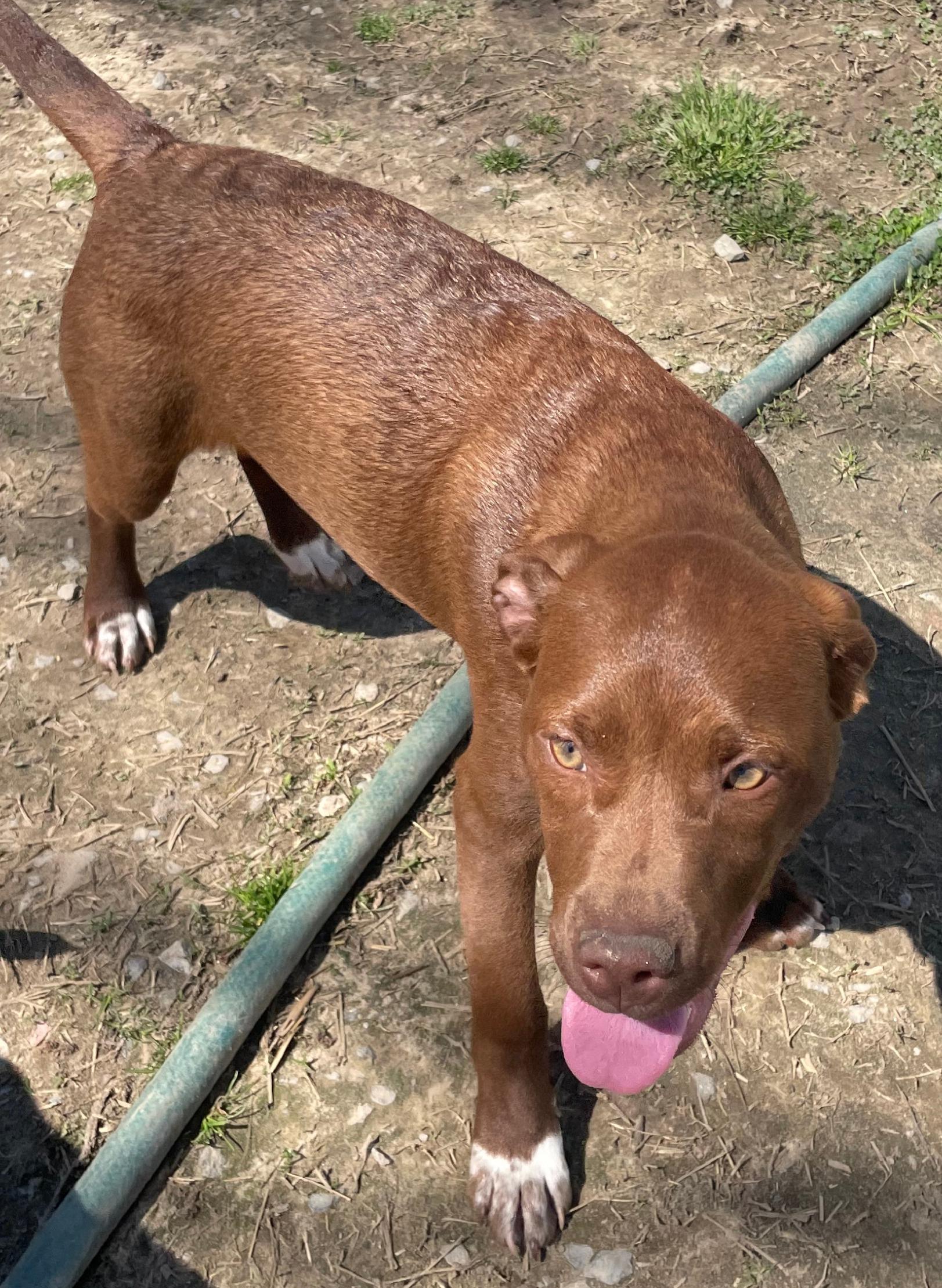 Jade, a Adoptable mixed breed in Tracy City , TN image 2/3
