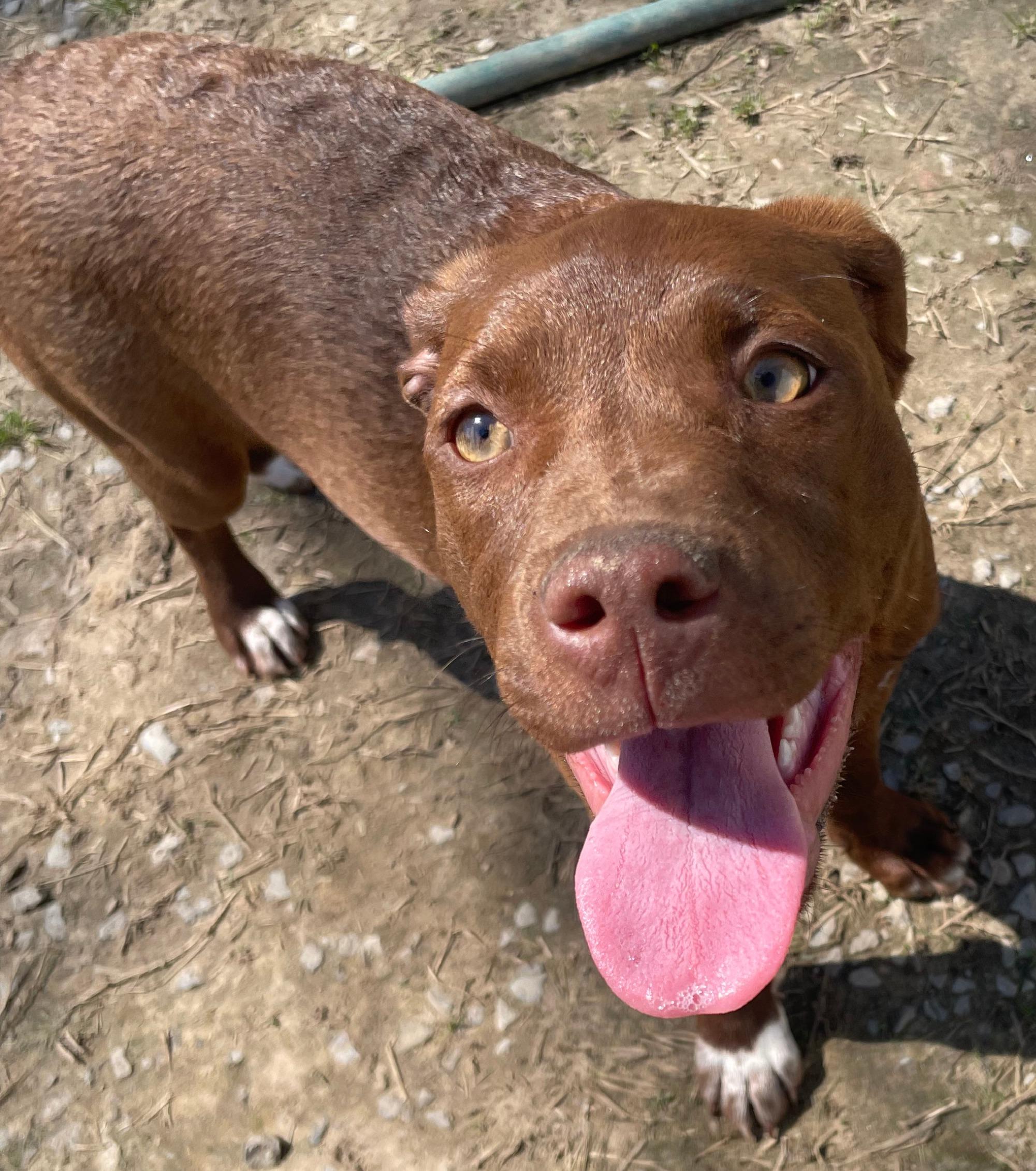 Jade, Adoptable, Young Female Hound & Labrador Retriever.