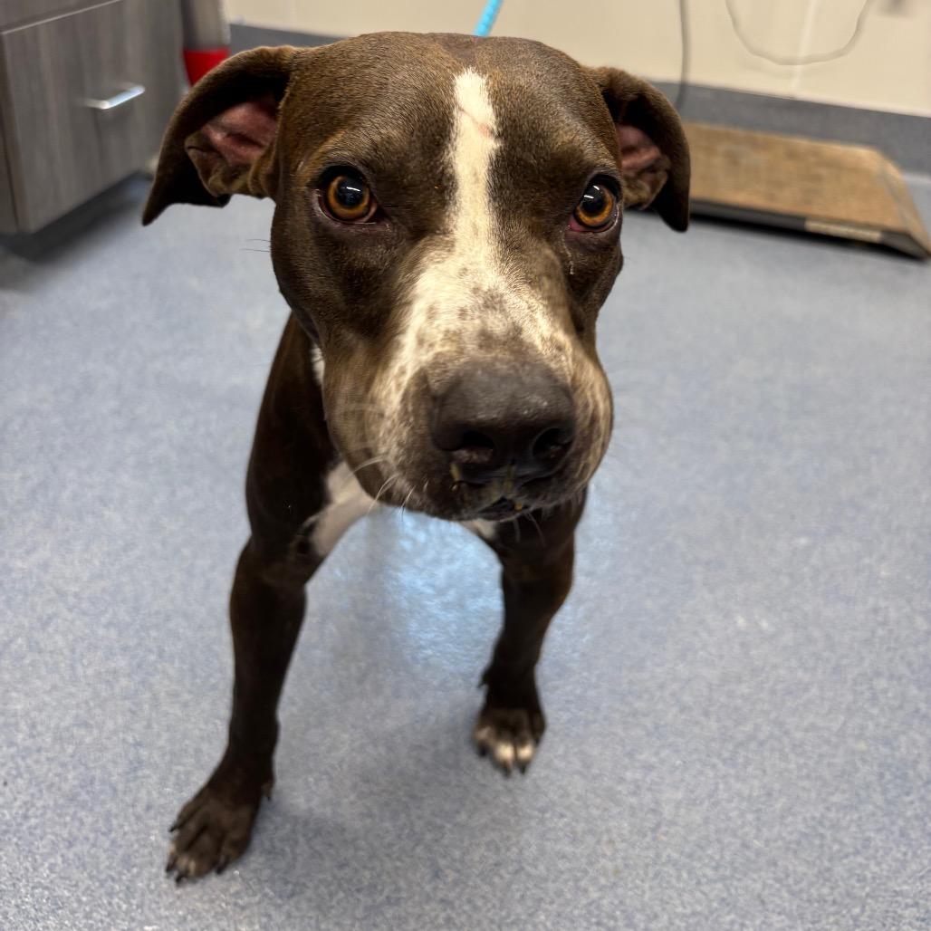 Martin, Adoptable, Young Male Pit Bull Terrier & Mixed Breed.