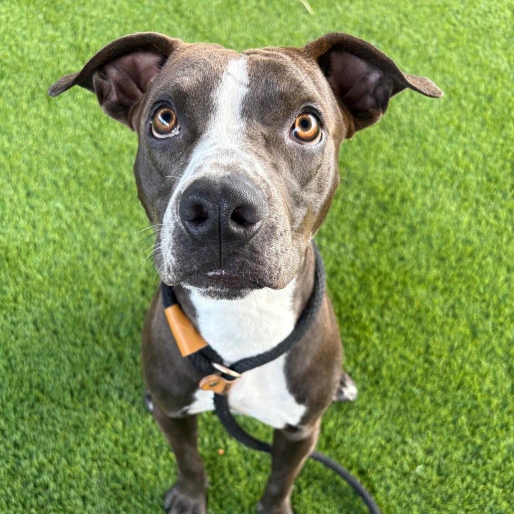 Enlarge Martin, a Adoptable mixed breed in St Joseph, MO image 2/3