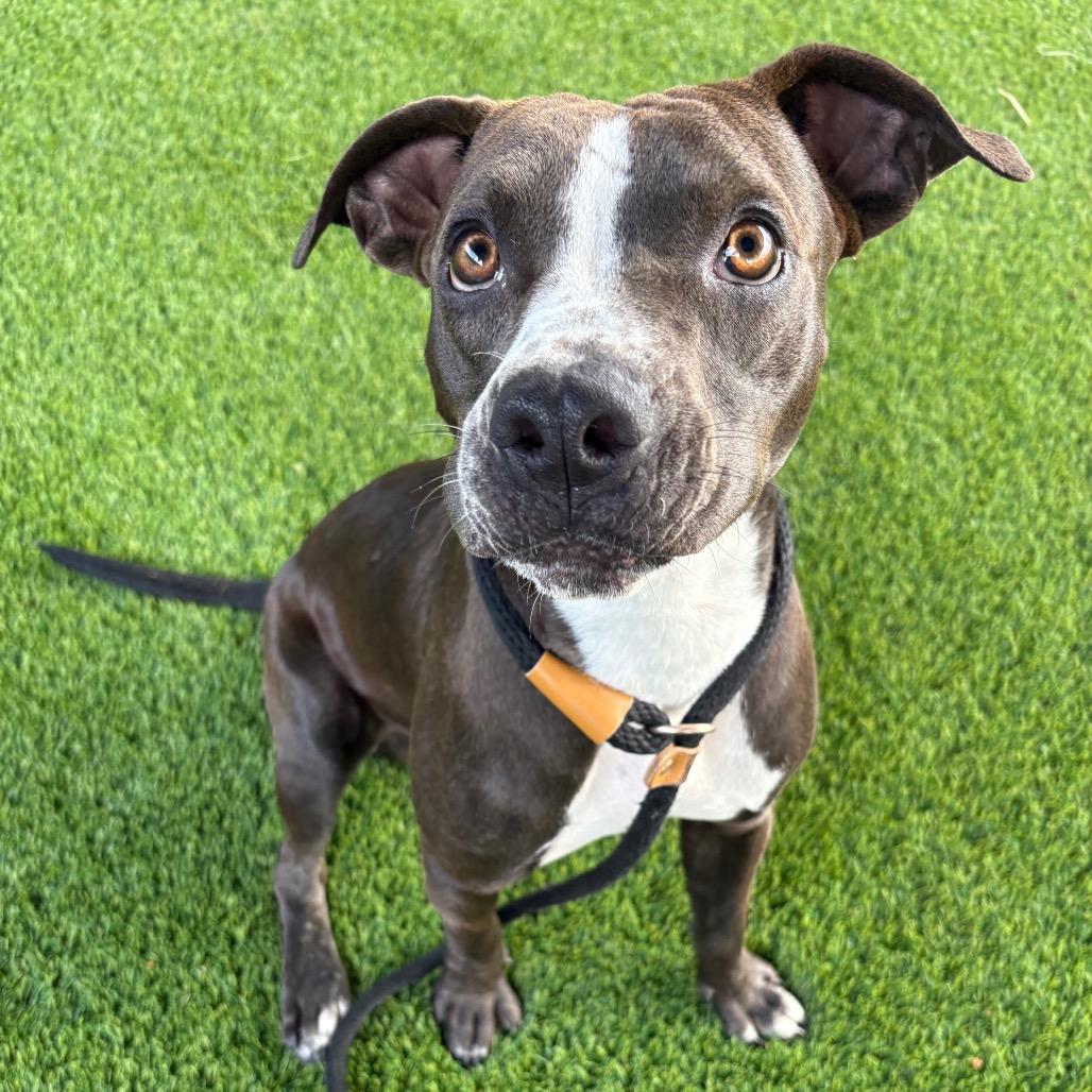 Enlarge Martin, a Adoptable mixed breed in St Joseph, MO image 3/3