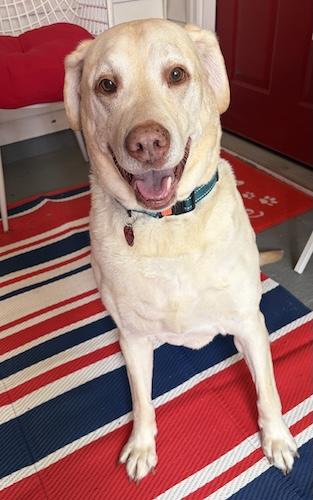 Marshall 11, a ADOPTABLE Yellow Labrador Retriever in Killingworth, CT image 2/4