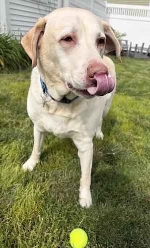 Marshall 11, a ADOPTABLE Yellow Labrador Retriever in Killingworth, CT image 4/4