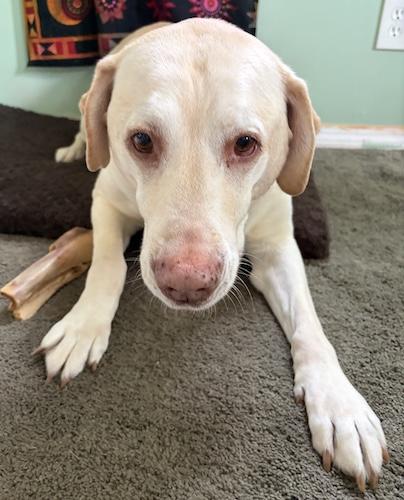 Marshall 11, a ADOPTABLE Yellow Labrador Retriever in Killingworth, CT image 3/4