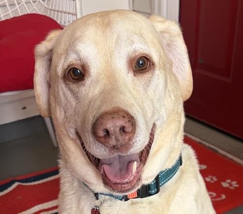 Marshall 11, a ADOPTABLE Yellow Labrador Retriever in Killingworth, CT image 1/4