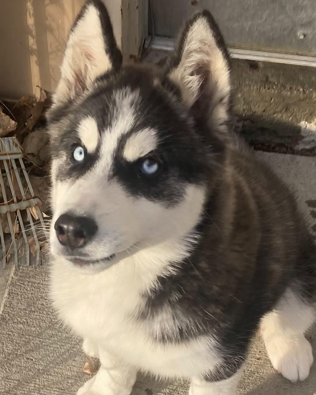 Blossom - Husky - #2, Adopted, Young Female Husky.