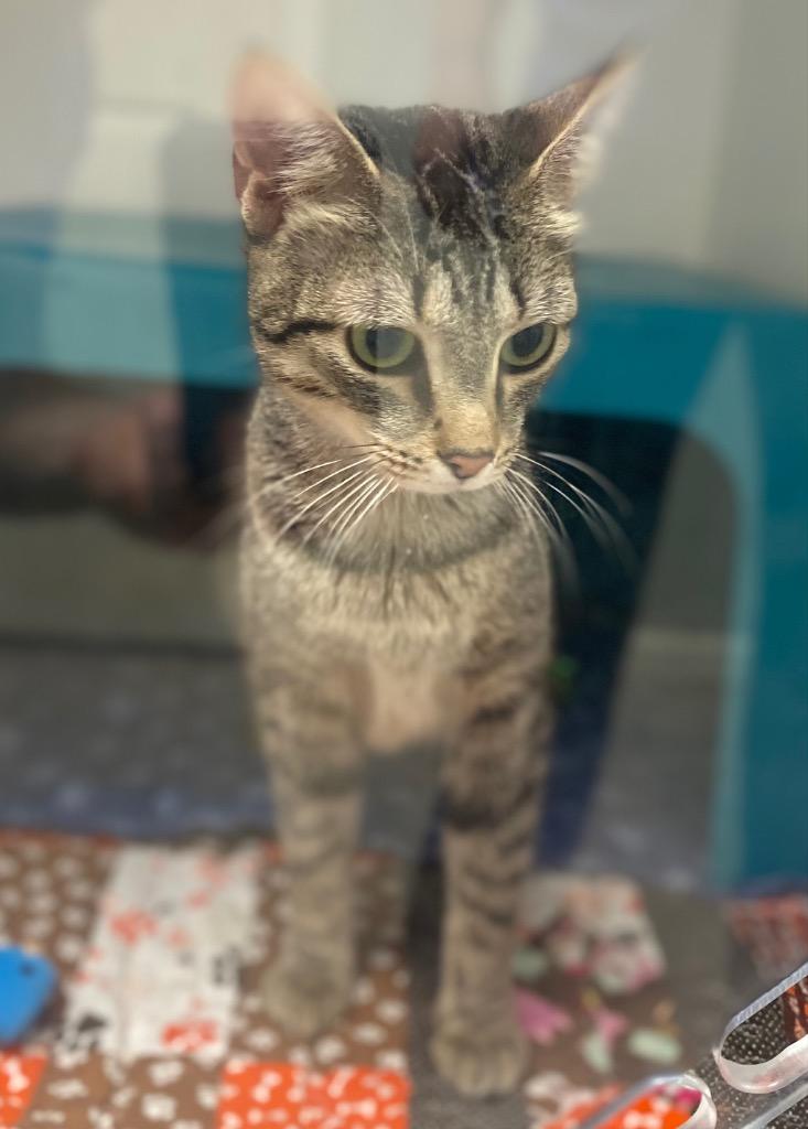 Reah, Adoptable, Young Female Domestic Short Hair.