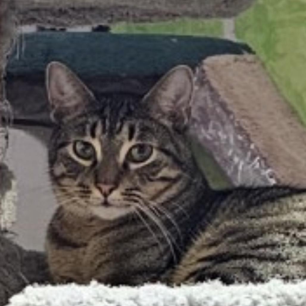 Troy, Adoptable, Young Male Domestic Short Hair.