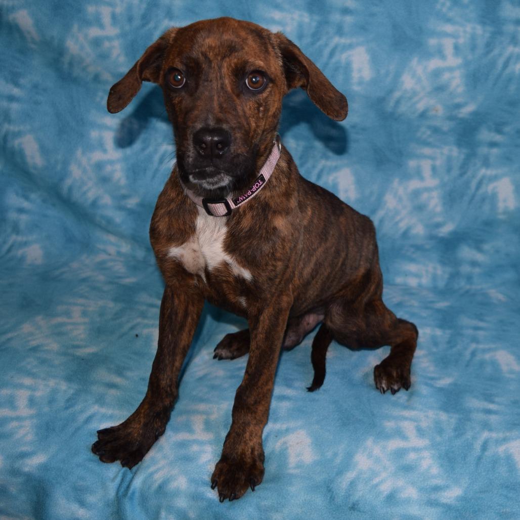 Benjamin, Adoptable, Adult Male Hound & Mixed Breed.