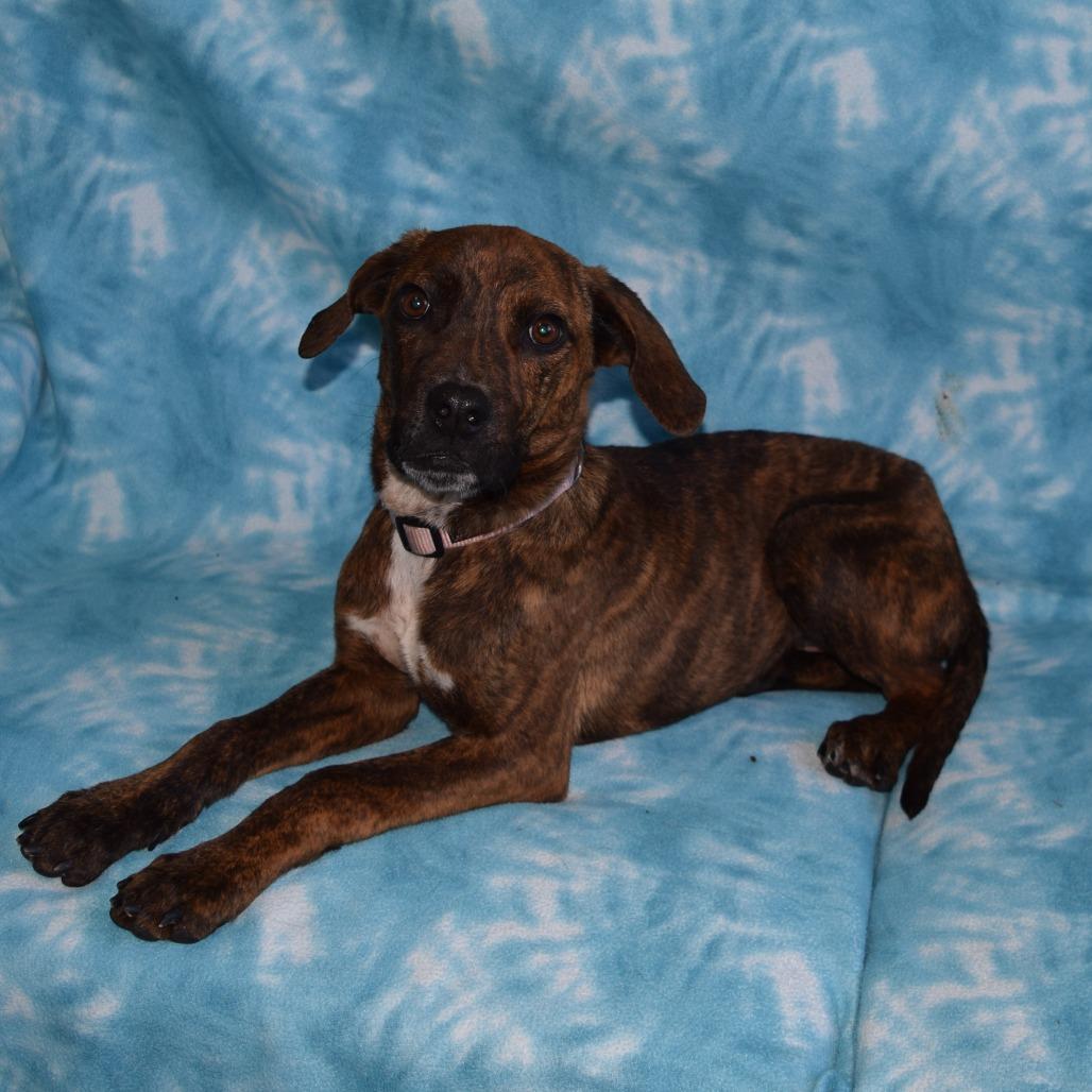 Enlarge Benjamin, a Adoptable mixed breed in Eureka, CA image 2/3