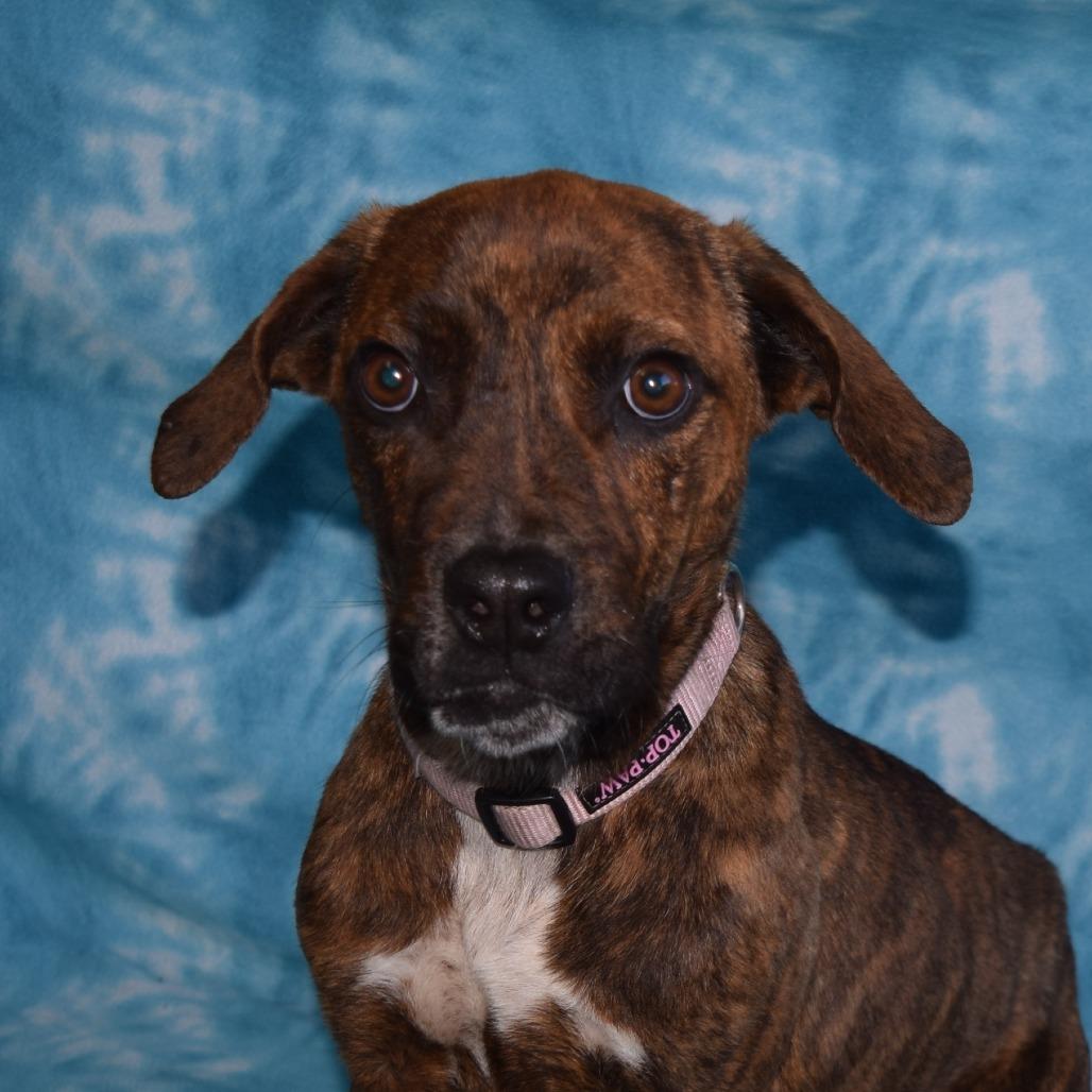 Enlarge Benjamin, a Adoptable mixed breed in Eureka, CA image 3/3