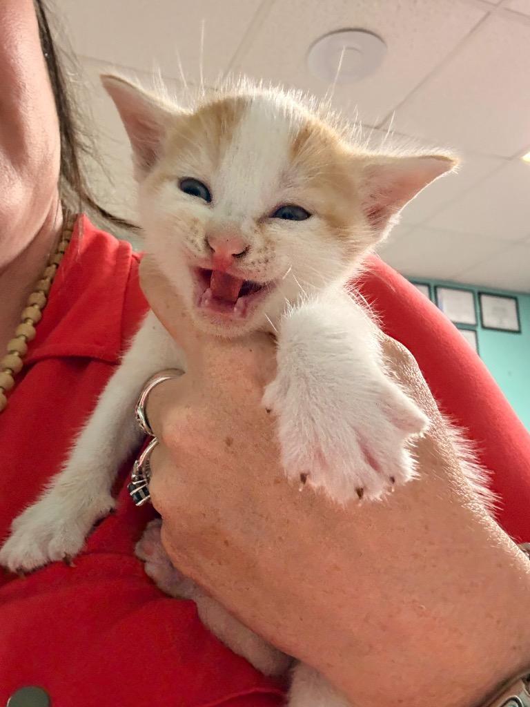 Richard Petty, Adoptable, Kitten Male Domestic Medium Hair.