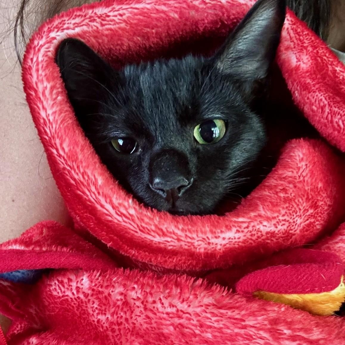 Enlarge Bernadette, a Adoptable Domestic Short Hair in Allen, TX image 1/5