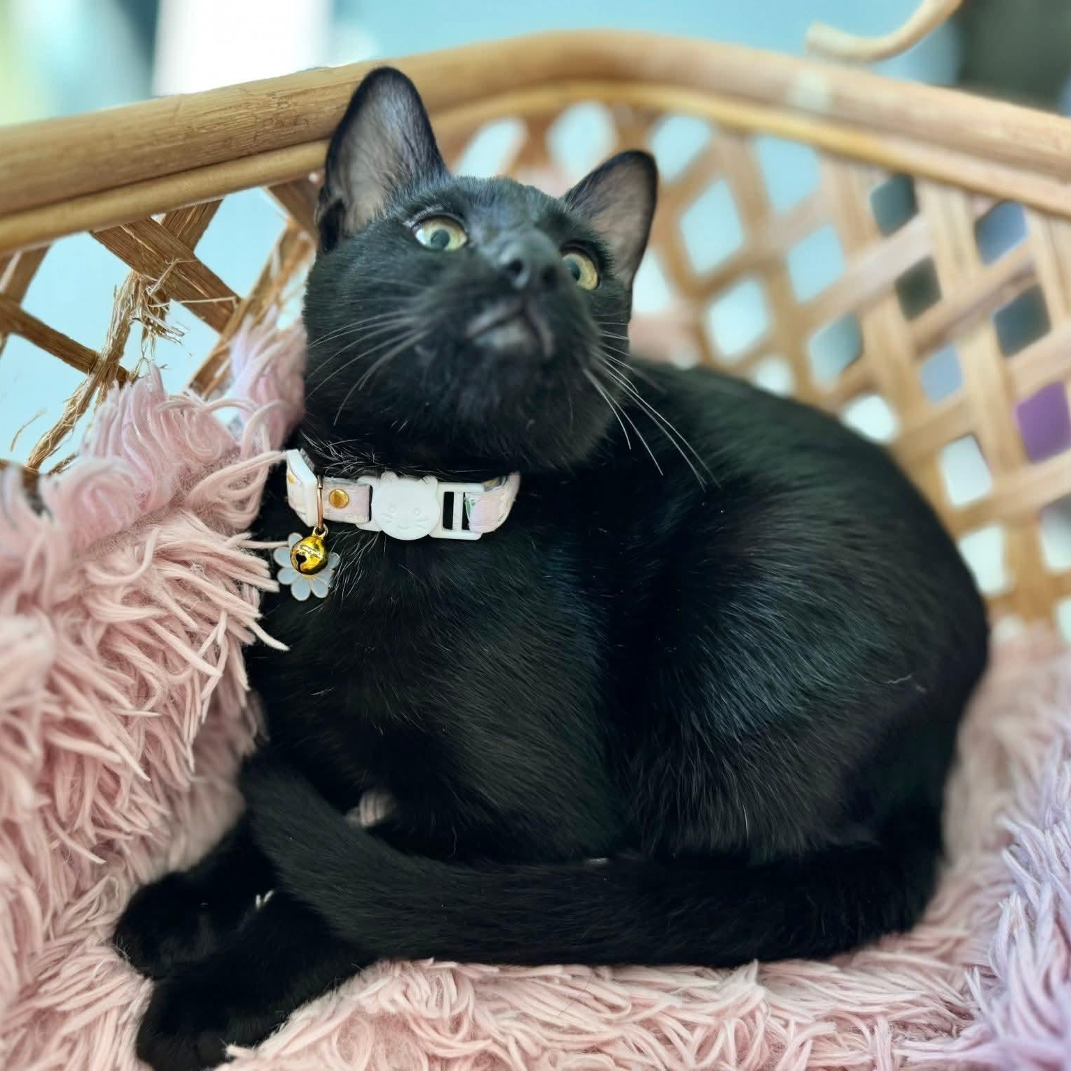 Enlarge Bernadette, a Adoptable Domestic Short Hair in Allen, TX image 5/5