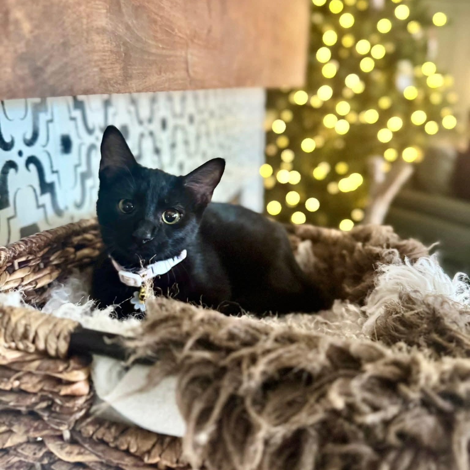 Enlarge Bernadette, a Adoptable Domestic Short Hair in Allen, TX image 4/5