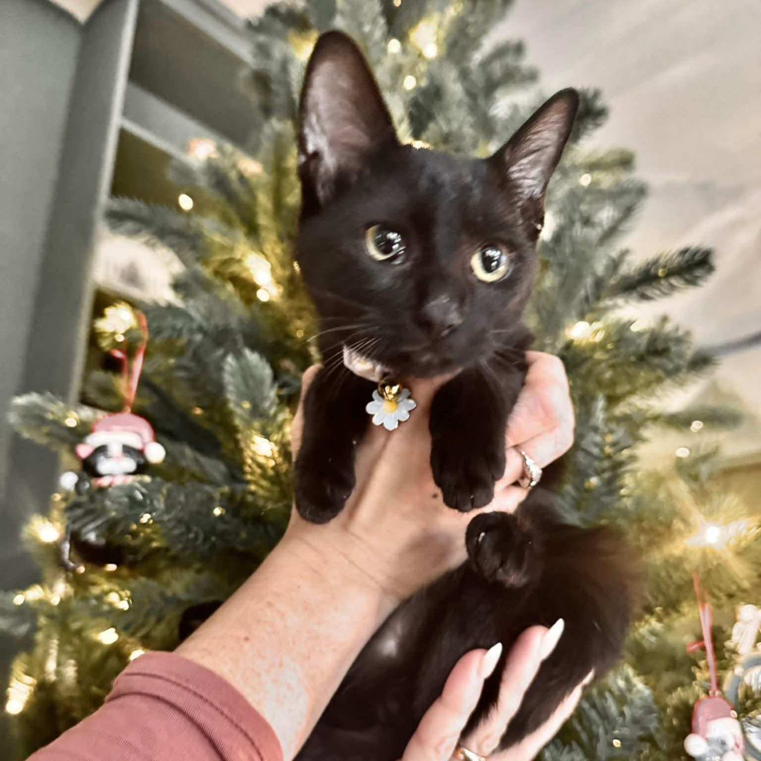 Enlarge Bernadette, a Adoptable Domestic Short Hair in Allen, TX image 2/5