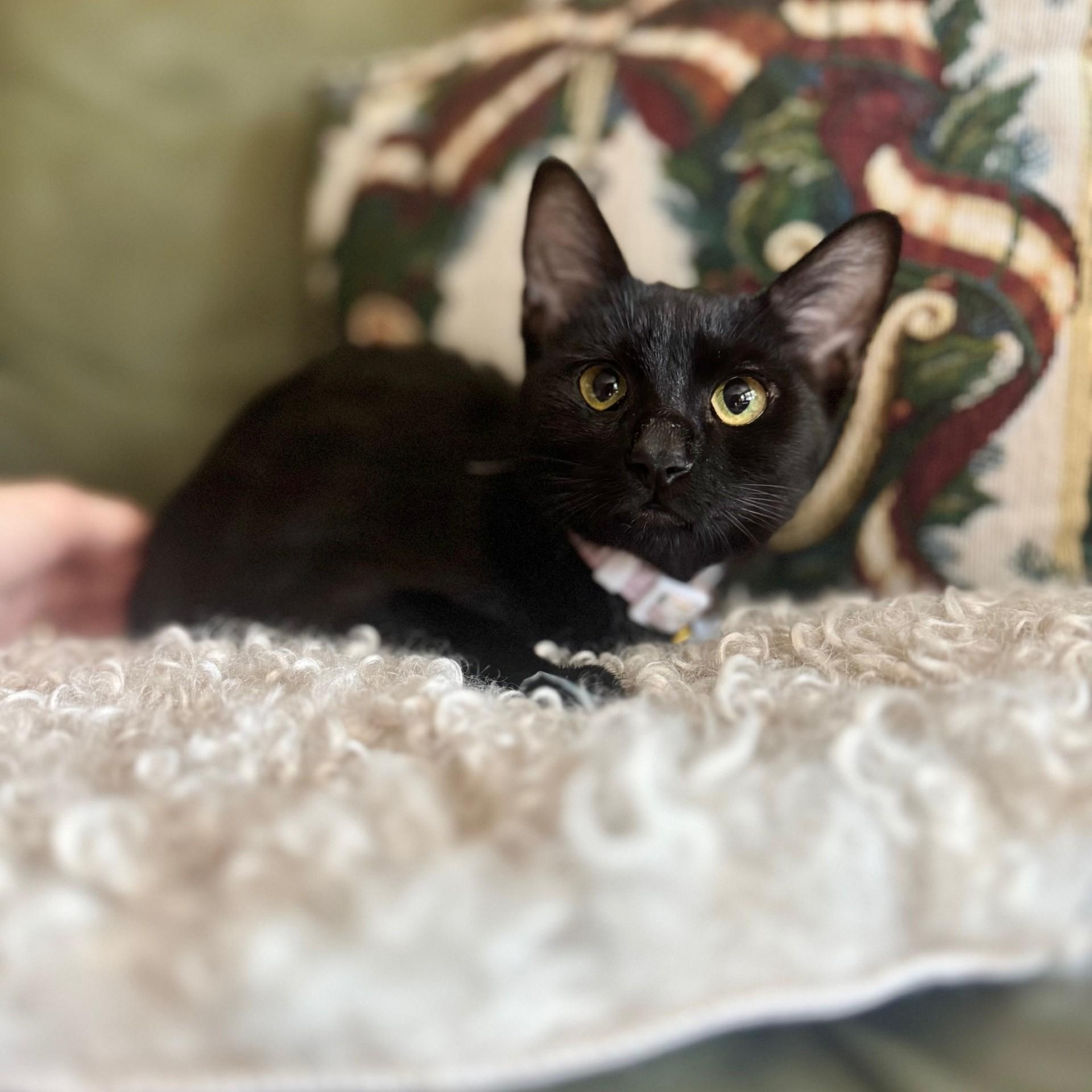 Enlarge Bernadette, a Adoptable Domestic Short Hair in Allen, TX image 3/5