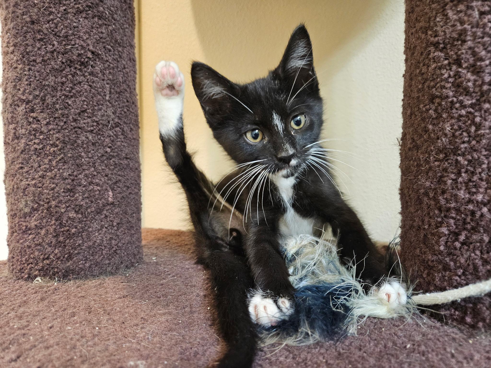 Grande, Baby Male Domestic Short Hair