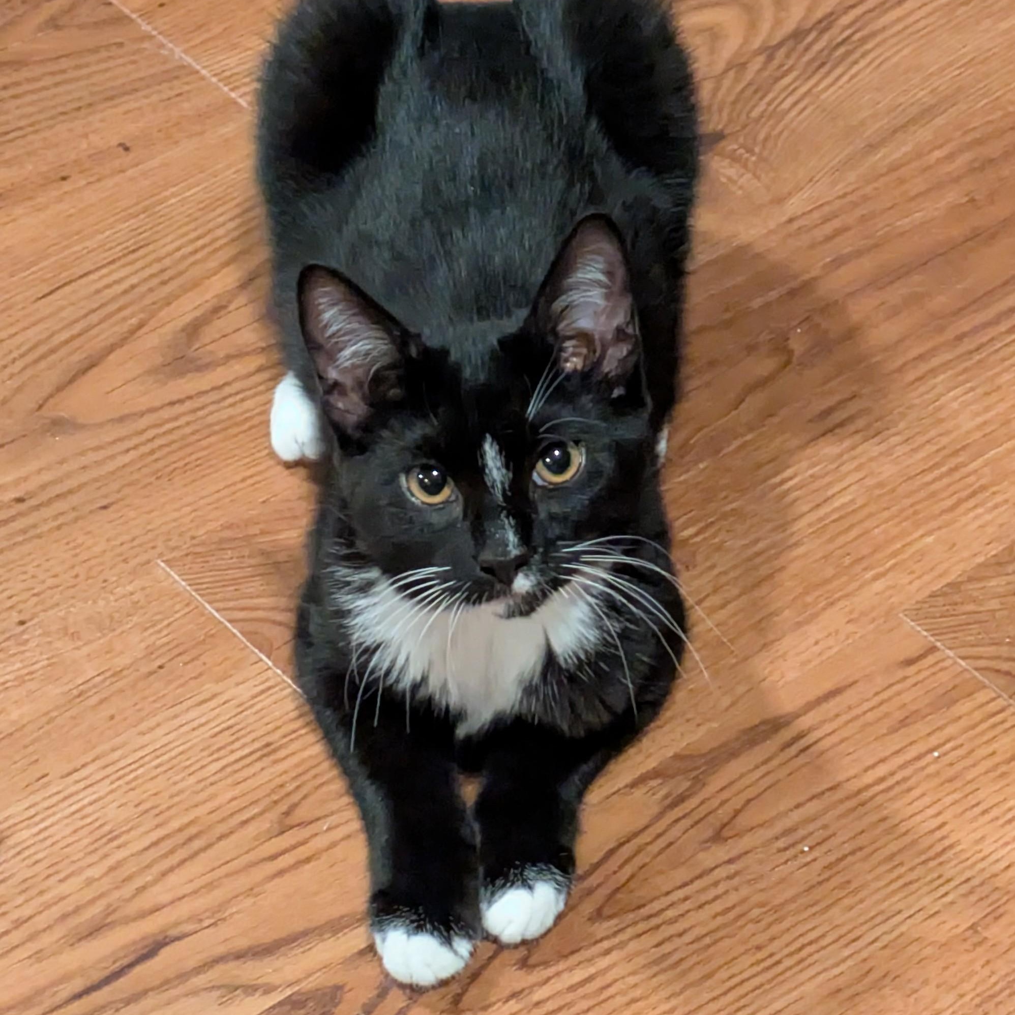 Grande, an adoptable Domestic Short Hair, Tuxedo in West Richland, WA, 99353 | Photo Image 1