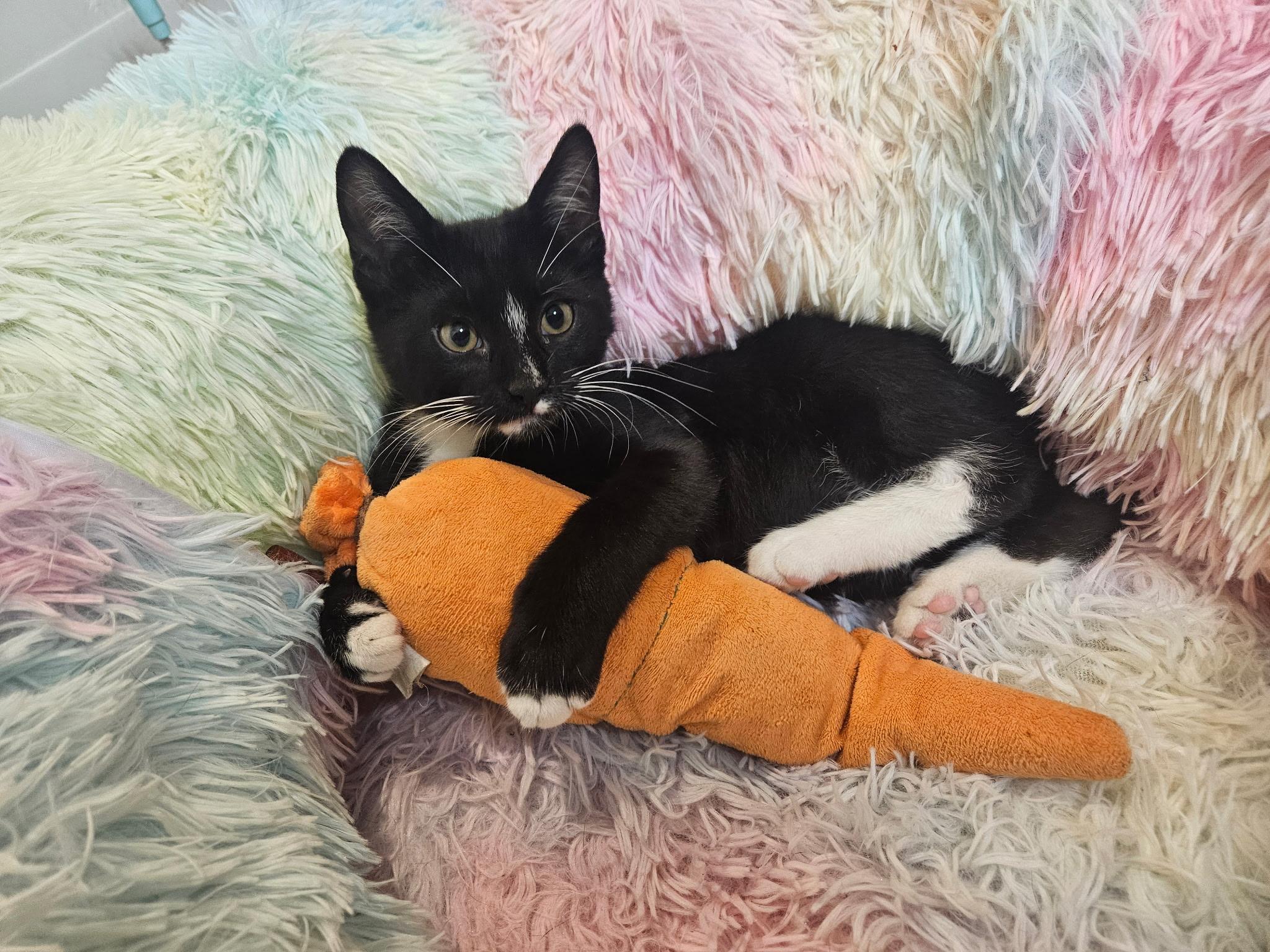 Grande, an adoptable Domestic Short Hair, Tuxedo in West Richland, WA, 99353 | Photo Image 2