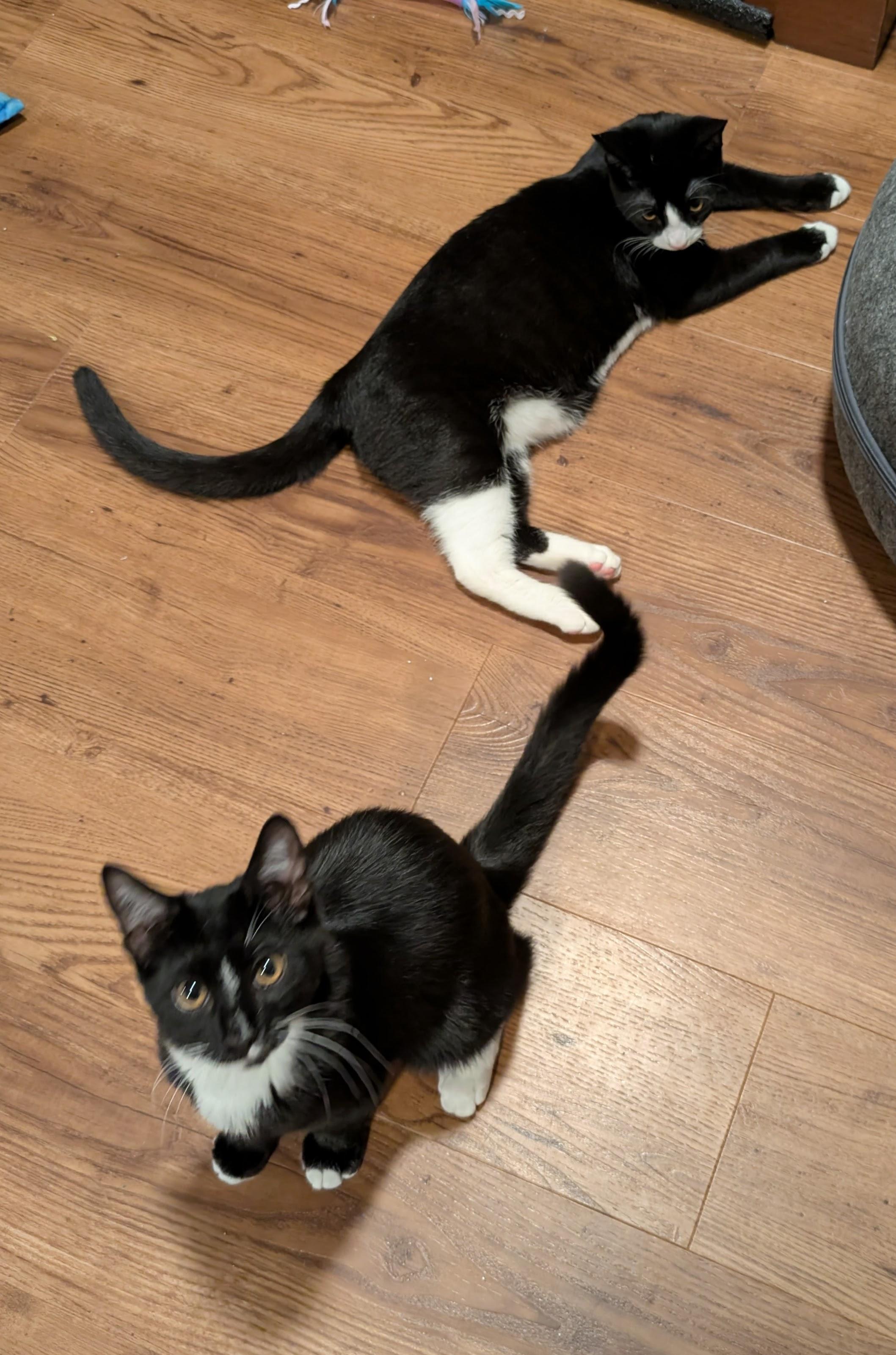 Grande, an adoptable Domestic Short Hair, Tuxedo in West Richland, WA, 99353 | Photo Image 3