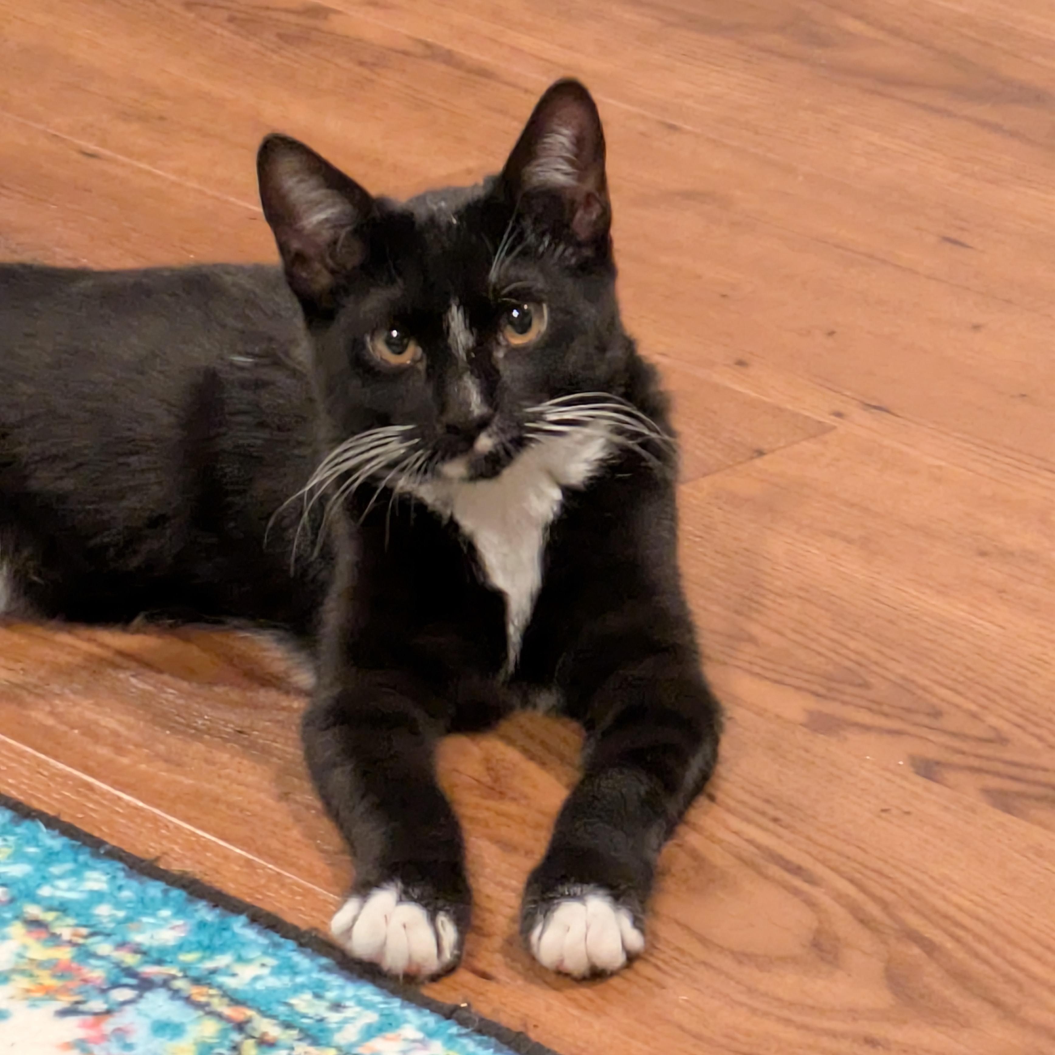 Grande, an adoptable Domestic Short Hair, Tuxedo in West Richland, WA, 99353 | Photo Image 4