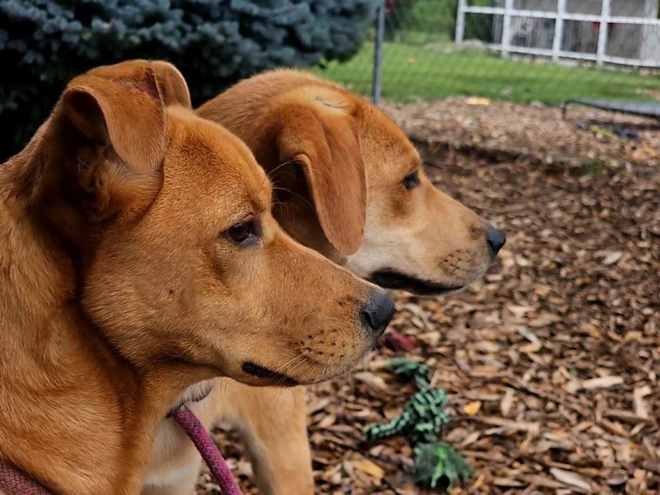 Enlarge Rocky, a Adoptable Yellow Labrador Retriever in Ringwood, NJ image 2/3
