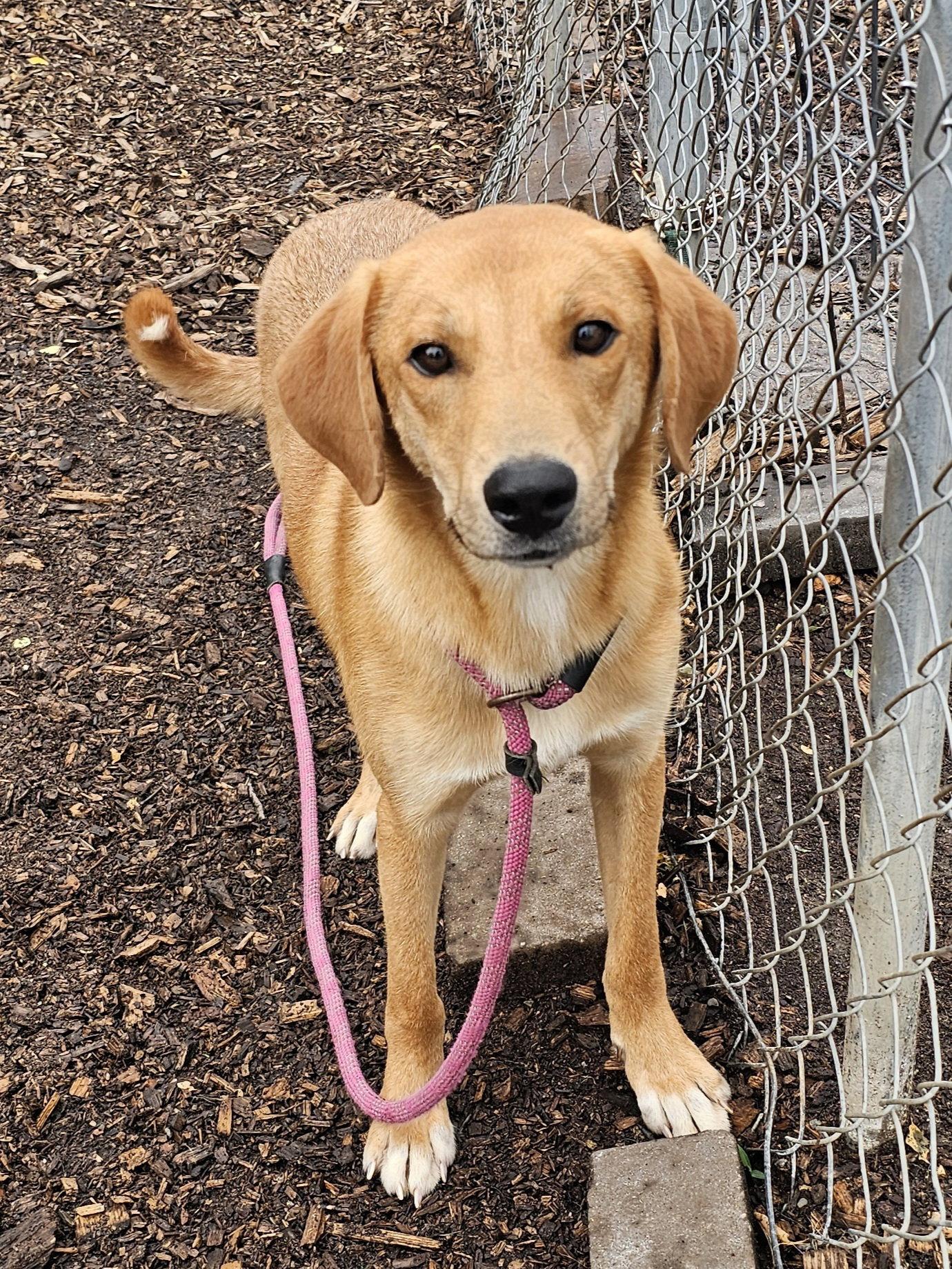 Rocky, Adoptable, Young Male Yellow Labrador Retriever.