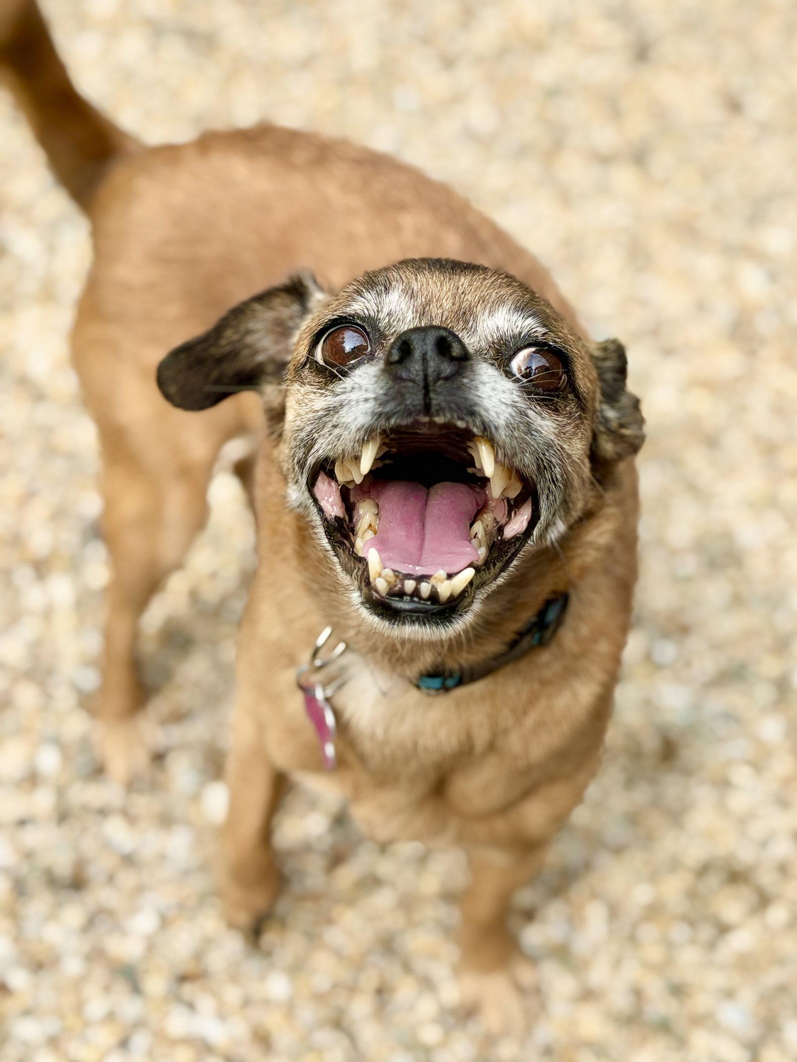 Lulu, Adoptable, Senior Female Chihuahua & Pug.