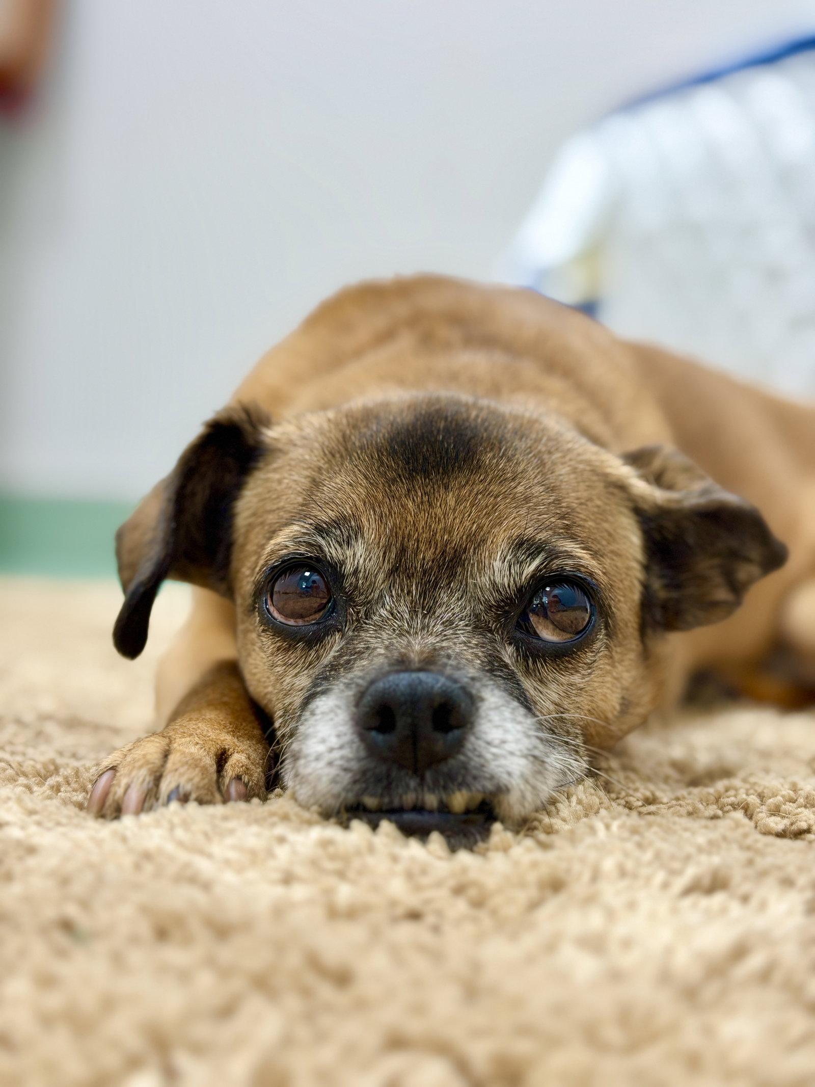 Enlarge Lulu, a Adoptable mixed breed in West Cornwall, CT image 3/3