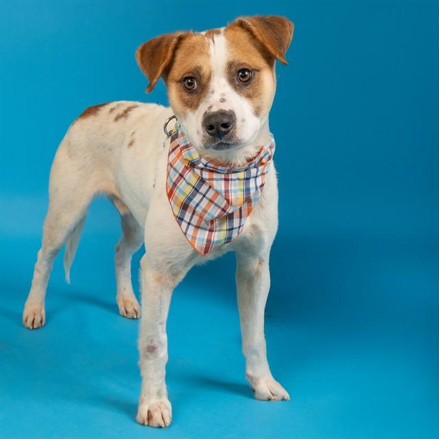 Enlarge COFFEE, a Adoptable mixed breed in Saint Louis, MO image 1/1