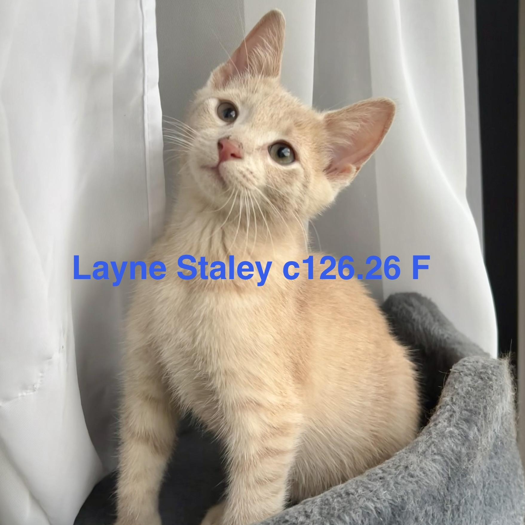 Enlarge Foster Layne Staley, a Adoptable Domestic Short Hair in Batavia, NY image 1/1
