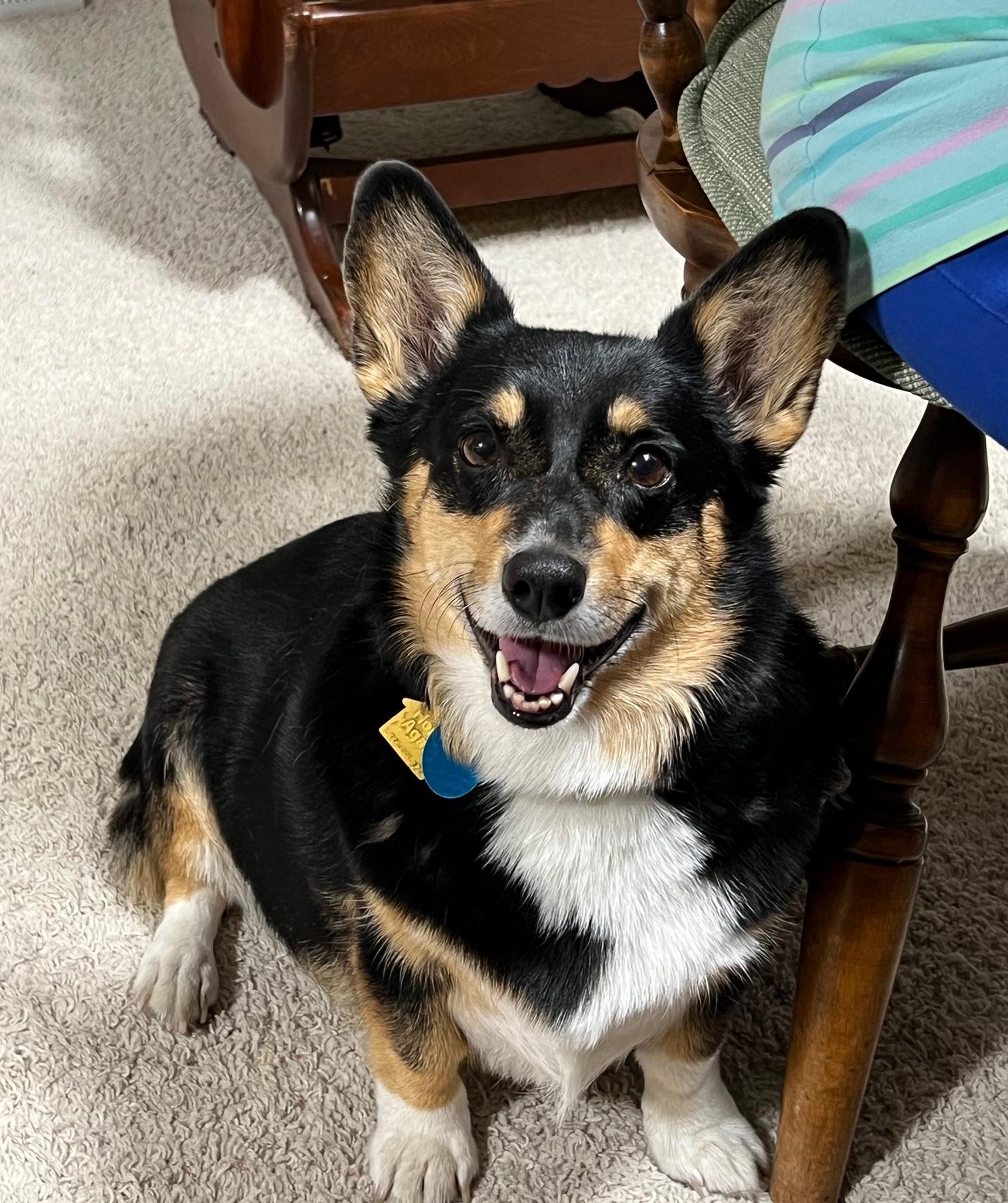 ADOPTED - Grace, Adoptable, Adult Female Corgi.