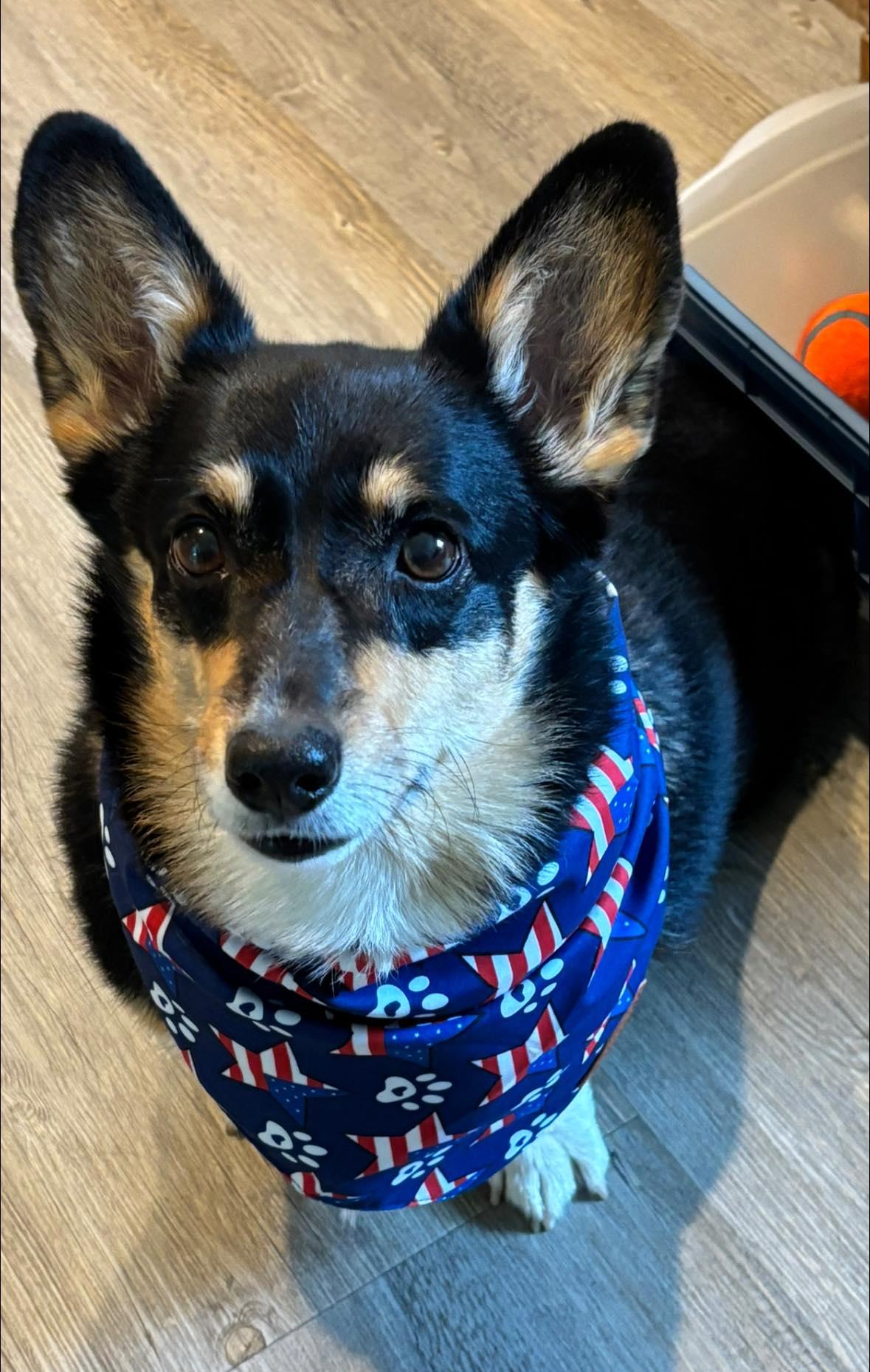 Enlarge ADOPTED - Grace, a Adoptable Corgi in Junction City, KS image 2/3