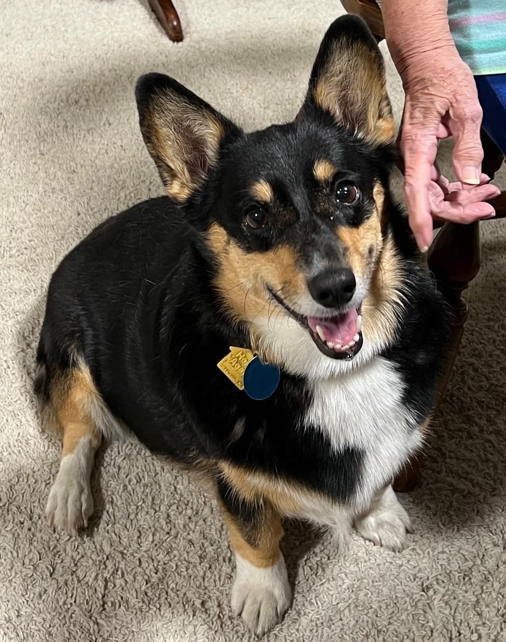 Enlarge ADOPTED - Grace, a Adoptable Corgi in Junction City, KS image 3/3