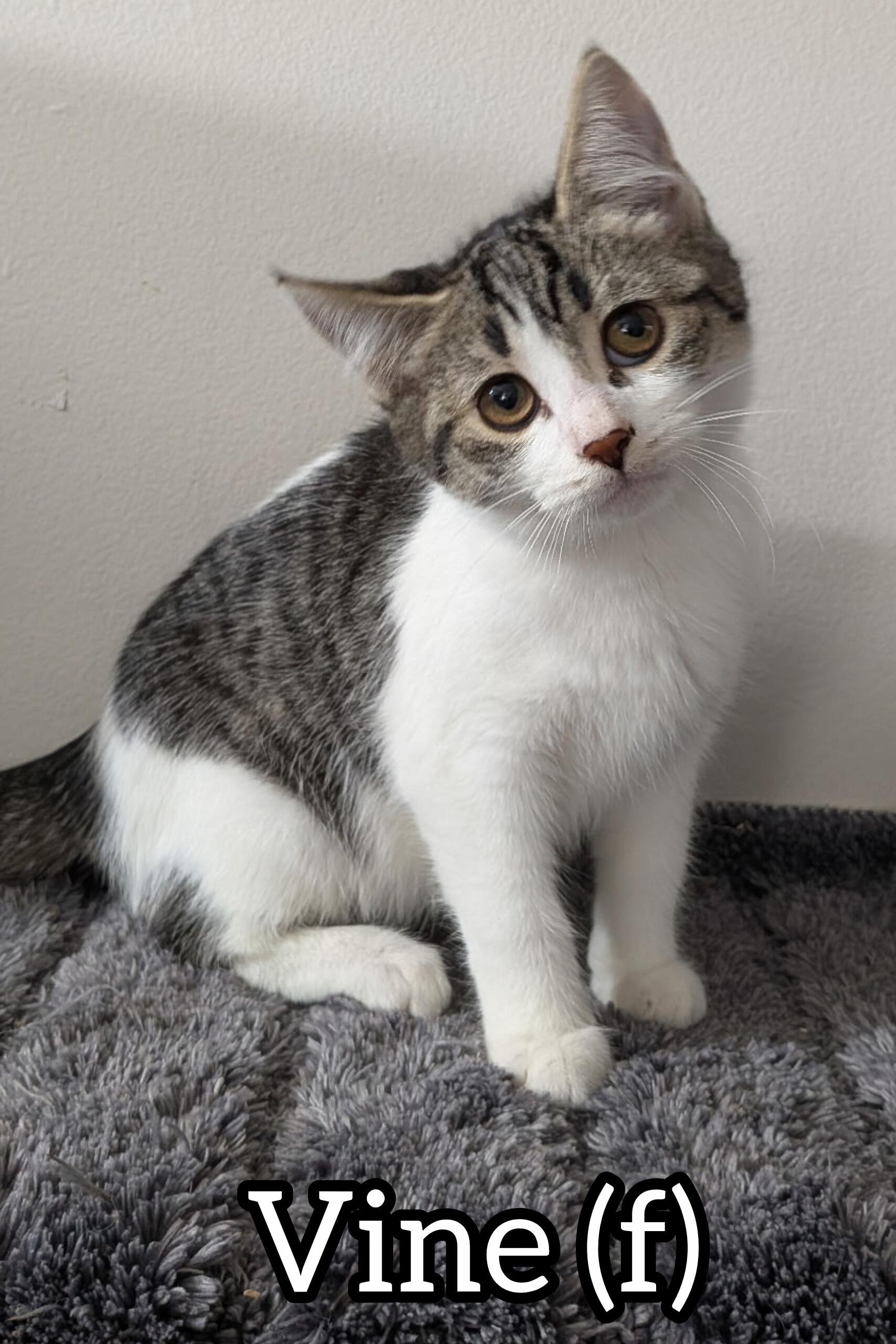 Enlarge Pre-Adoption: Vine, a Adoptable Domestic Short Hair in Chilliwack, BC image 1/1